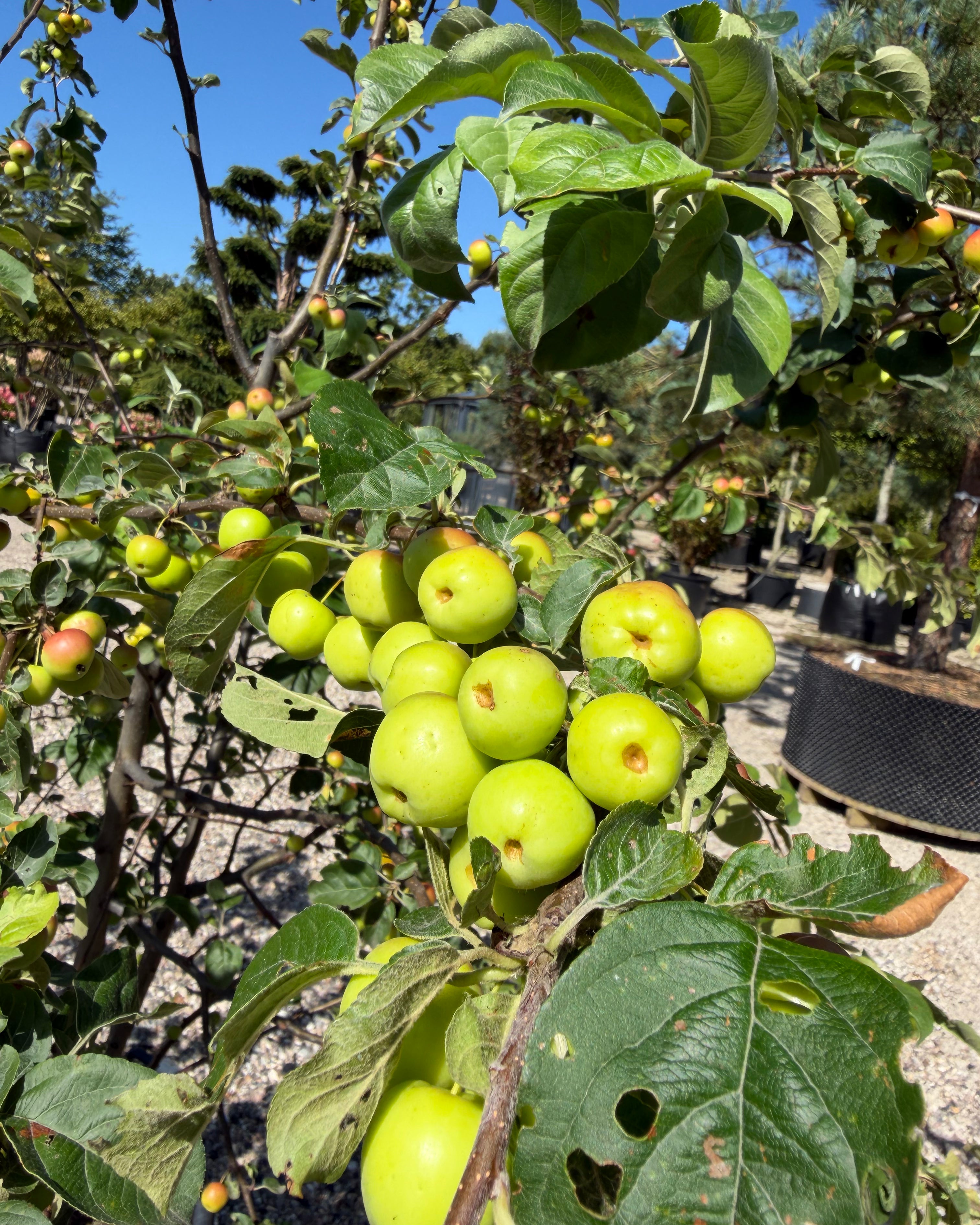 Flerstammet Malus Butterball paradisæble med let overhængende grene fyldt med tætte klaser af modne, smørgule paradisæbler.
