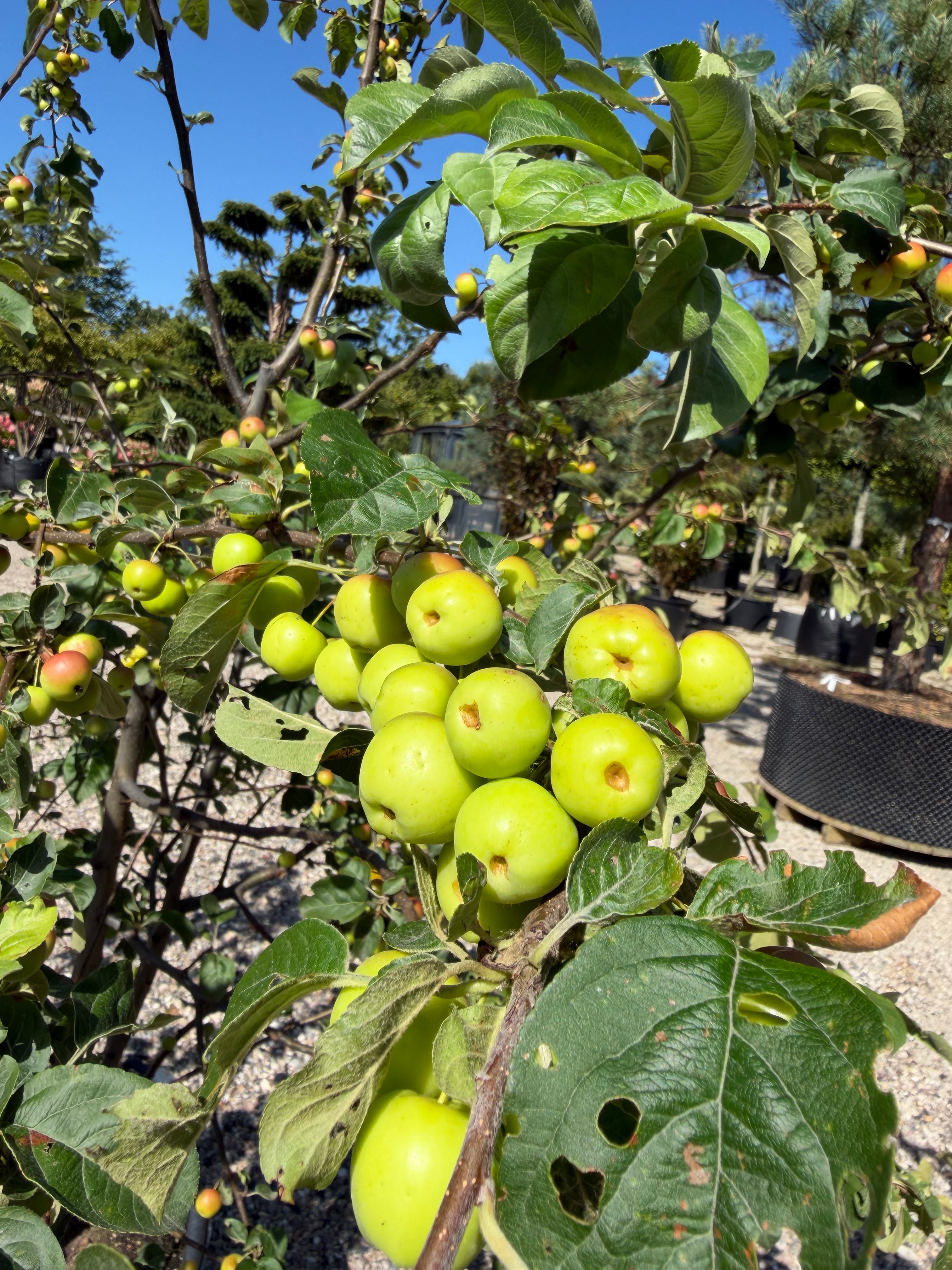 Flerstammet Malus Butterball paradisæble med let overhængende grene fyldt med tætte klaser af modne, smørgule paradisæbler.