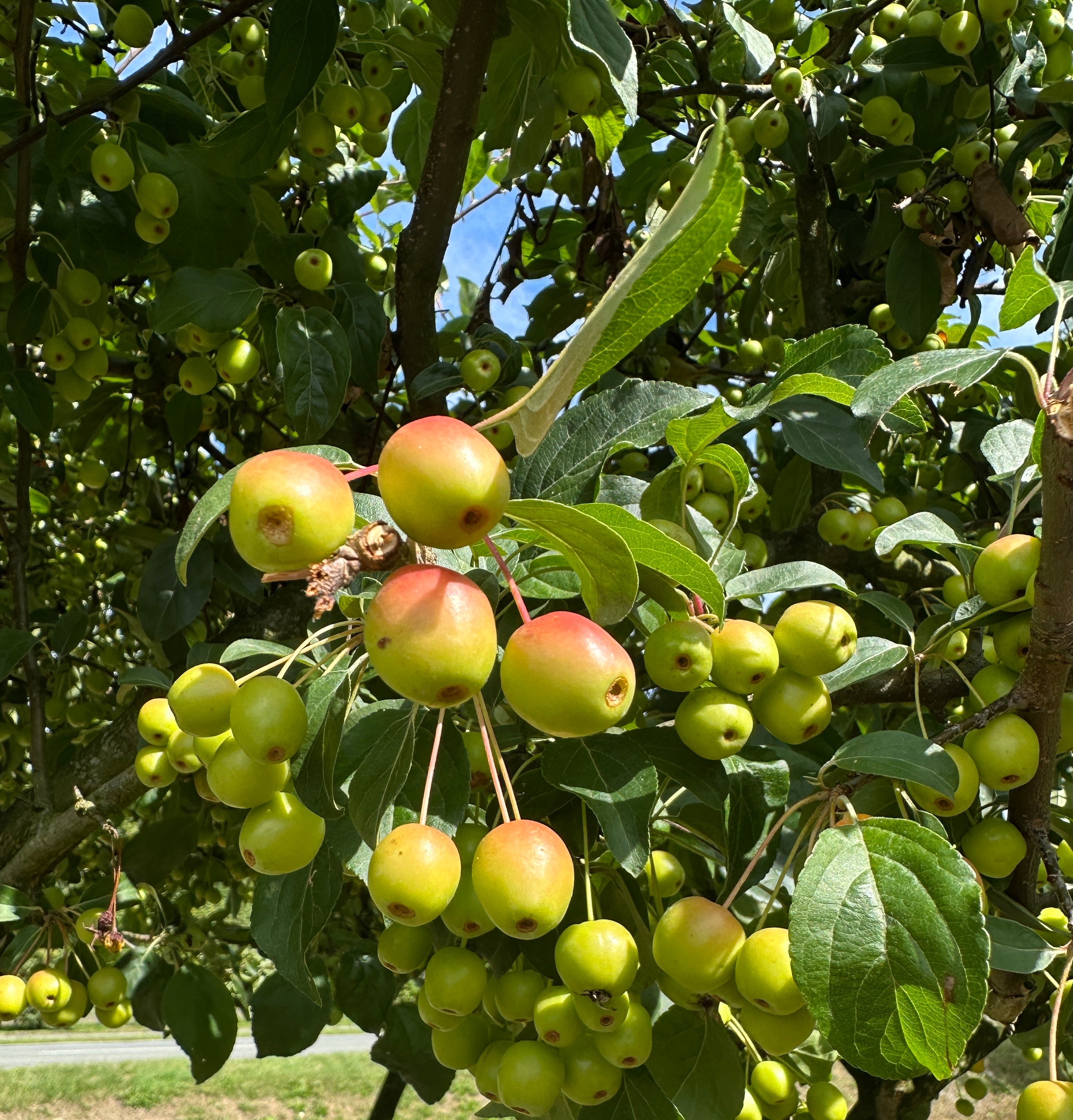 Små orangerøde paradisæbler på grenen af en Malus Evereste.