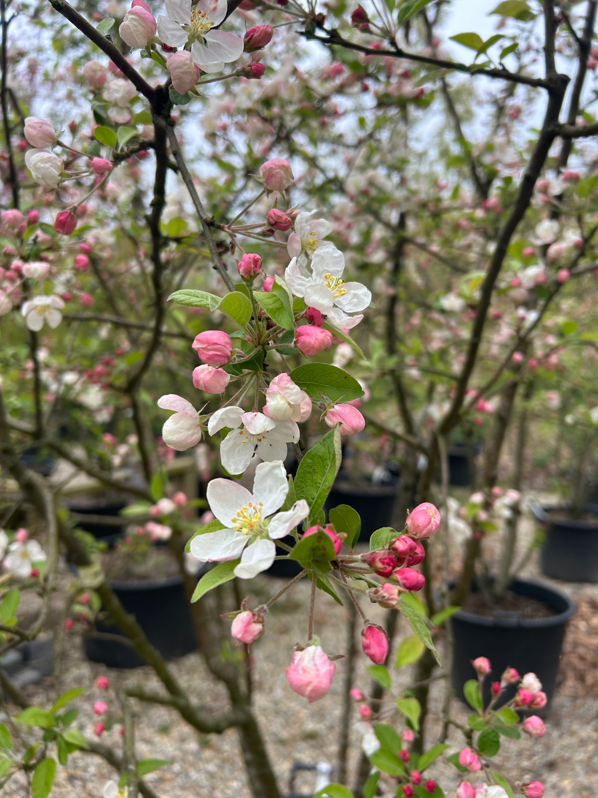 Hvide forårsblomster, som sidder i tætte klaser med rosa knopper på grenene af et multistammet paradisæbletræ med det botaniske navn Malus Evereste.
