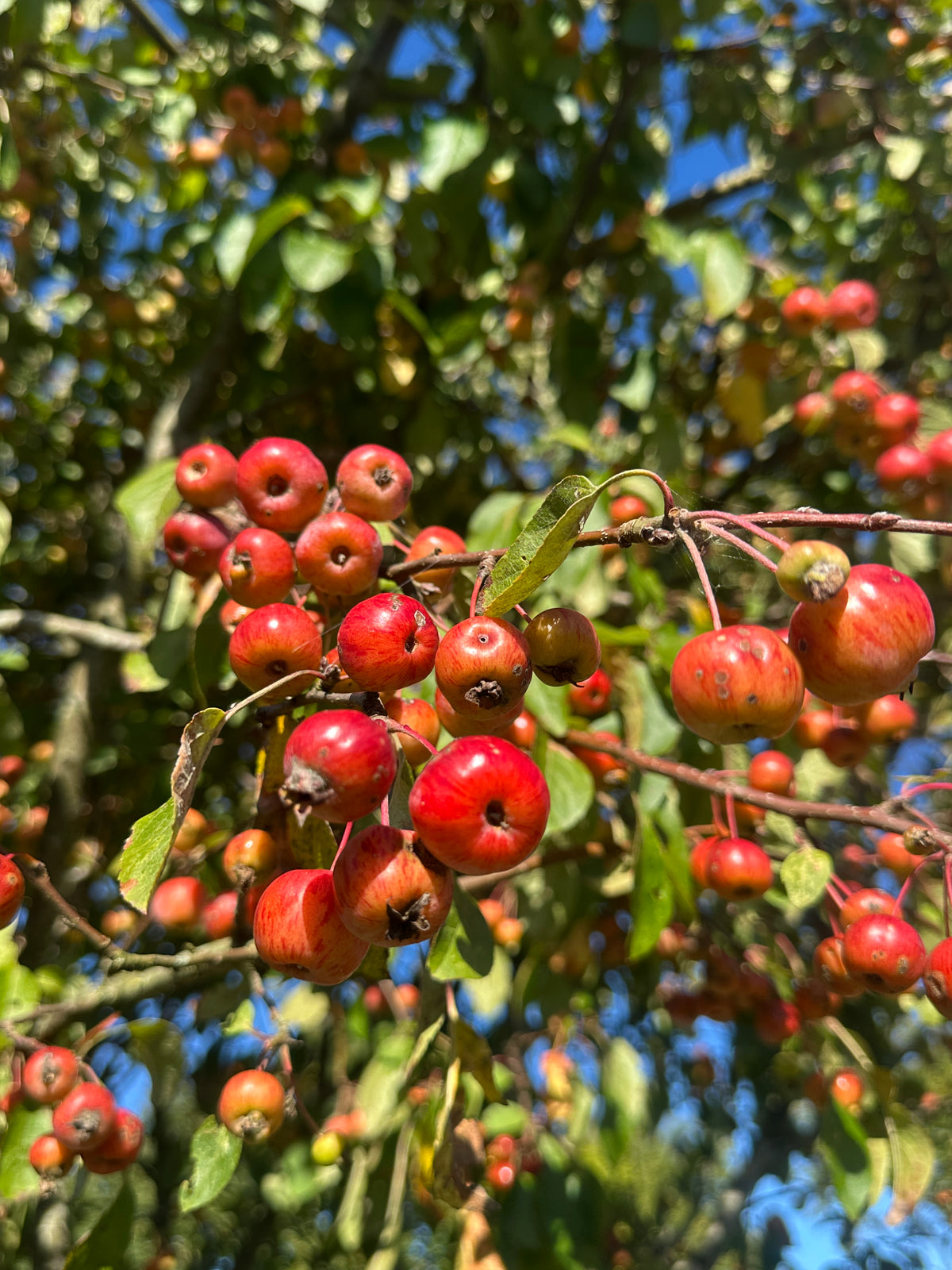 Små, skinnende orange-røde paradisæbler, som sidder i tætte klaser på det formklippede træ med det botaniske navn Malus Evereste.