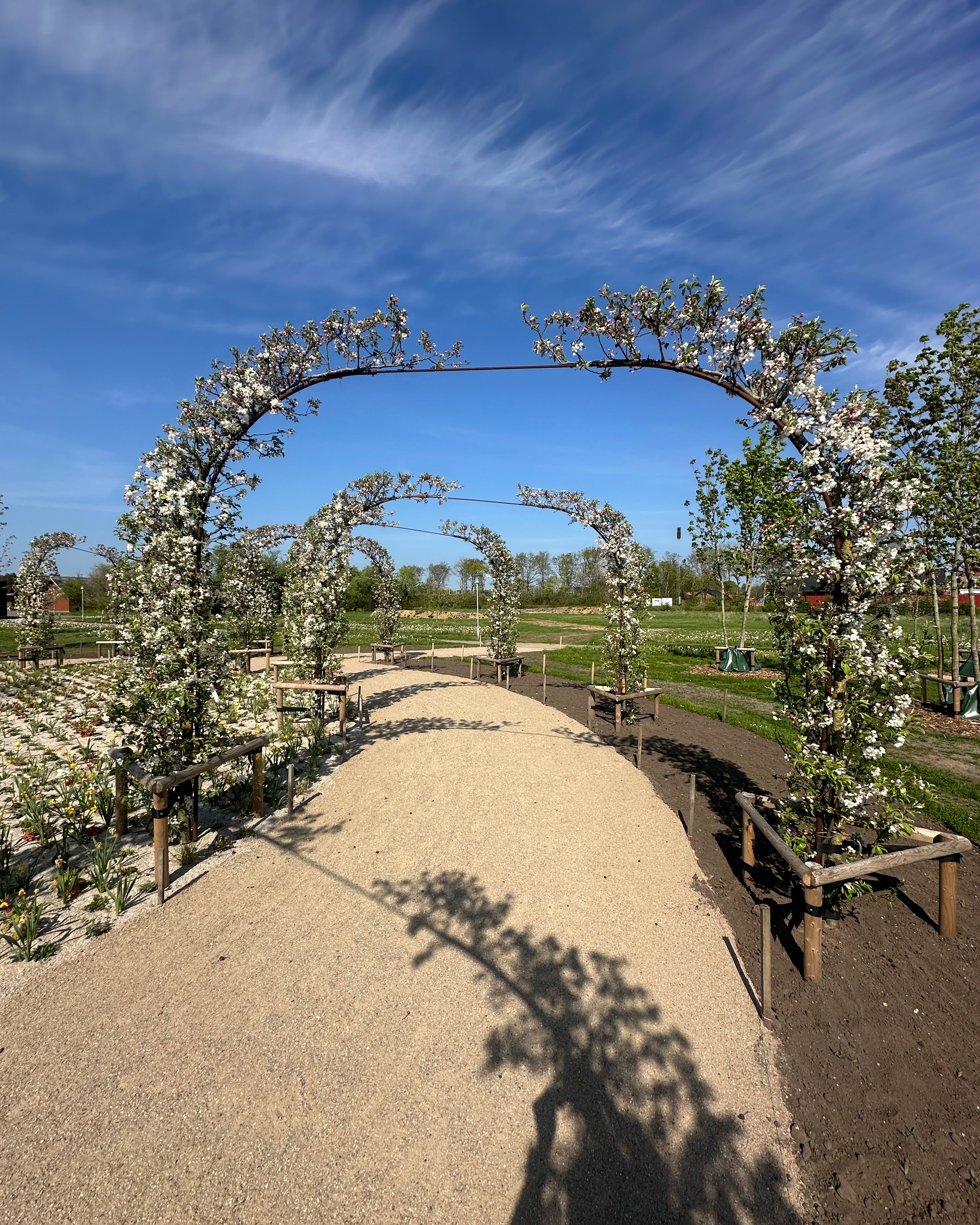 Hvide forårsblomster og rosa knopper, der dækker grenene på et espalieret paradisæbletræ af typen Malus Evereste over en pergolabue.