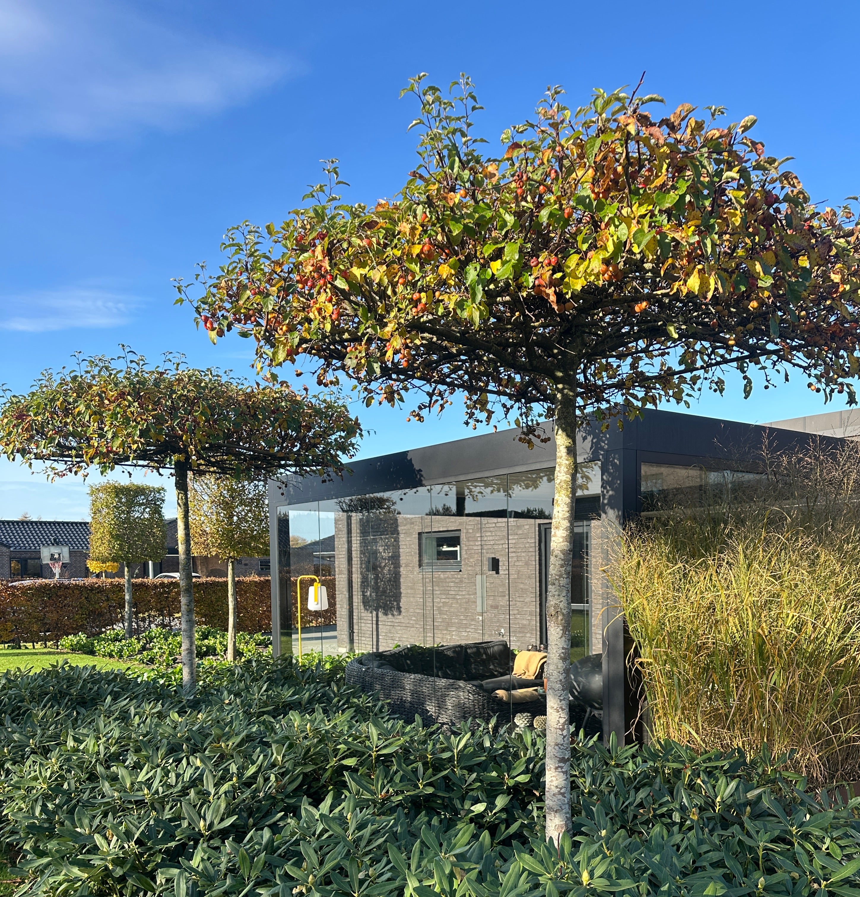 Udsigt gennem store gulv-til-loft vinduer, hvor det flade, grønne tag på et tagklippet paradisæbletræ skaber behagelig svalende skygge.