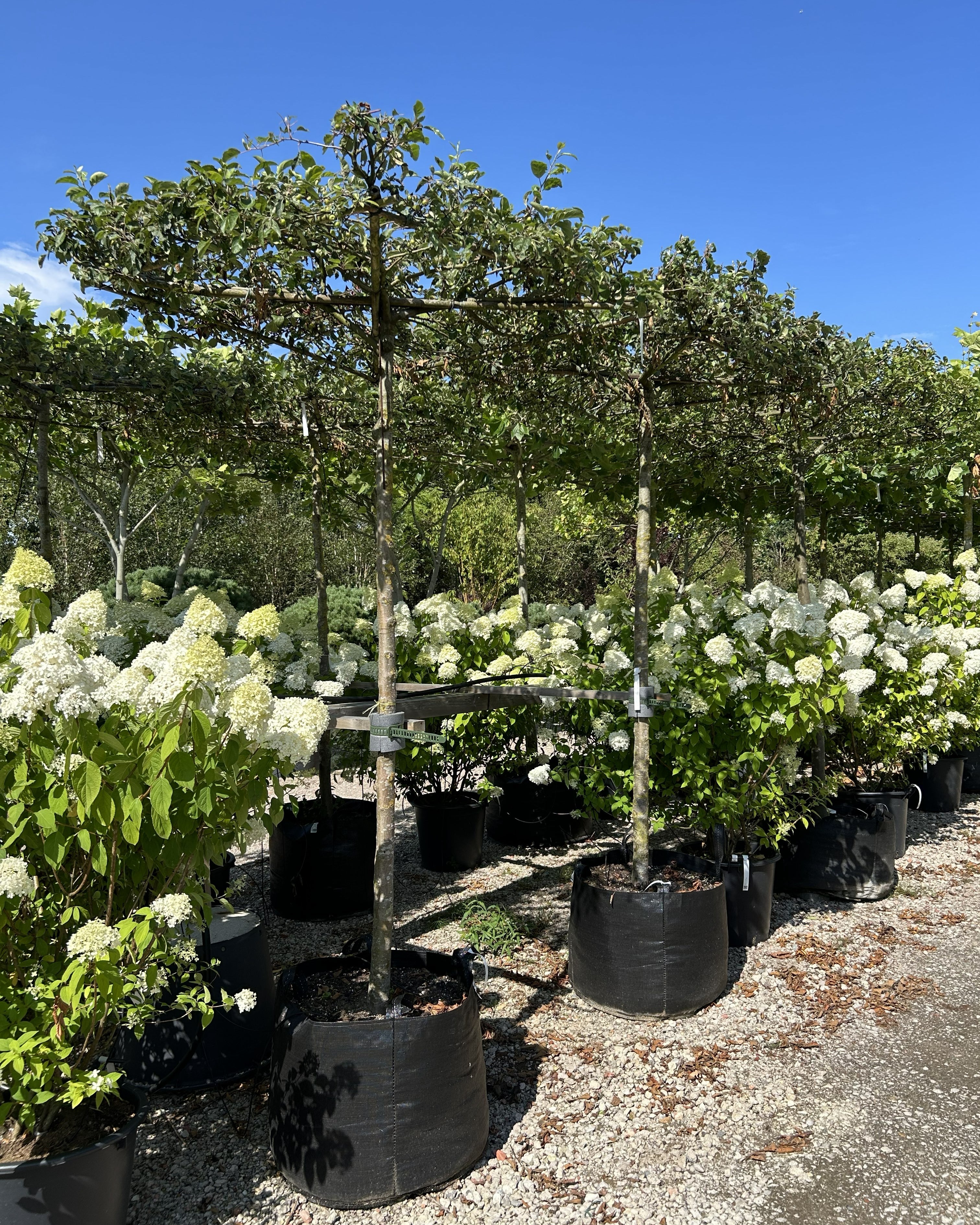 Tagklippet paradisæble, Malus 'Evereste', med en flad vandret krone af grønne blade, som får hvide forårsblomster.
