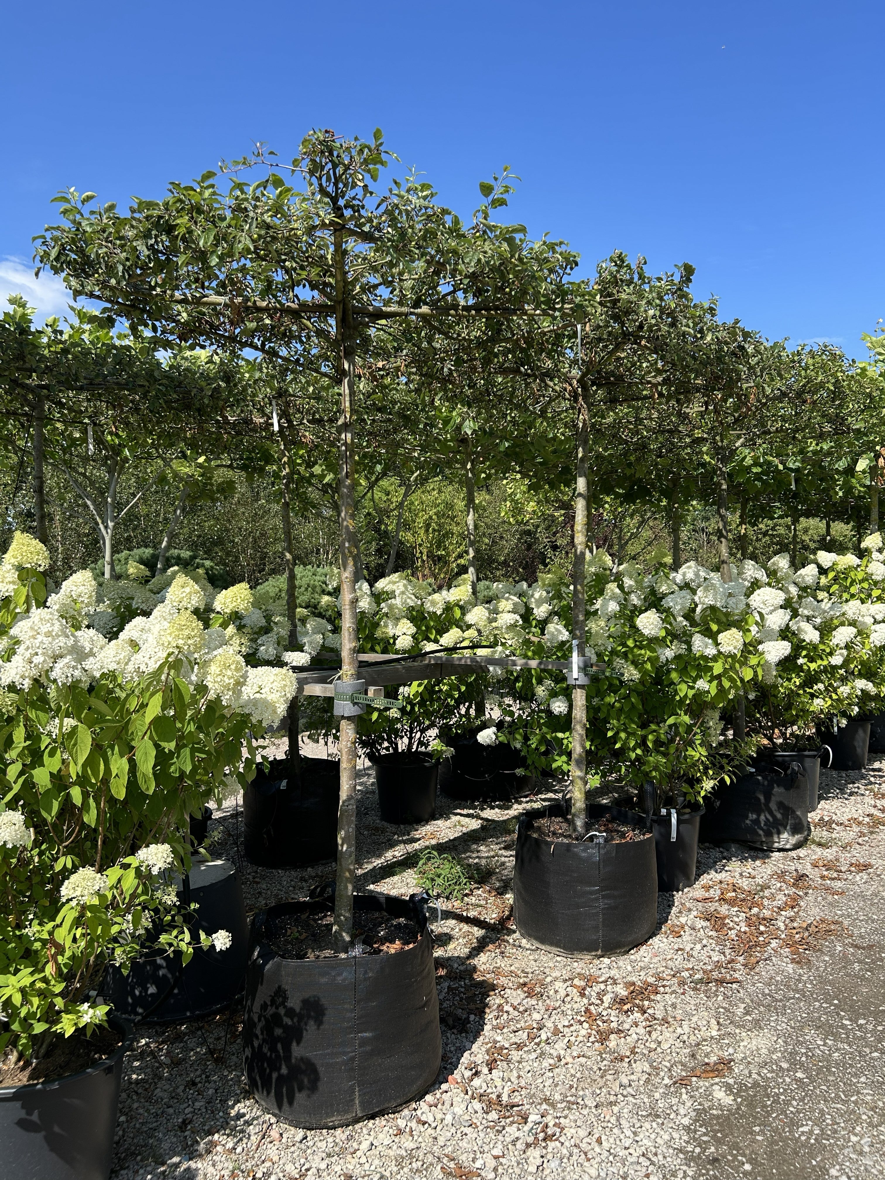 Tagklippet paradisæble, Malus 'Evereste', med en flad vandret krone af grønne blade, som får hvide forårsblomster.