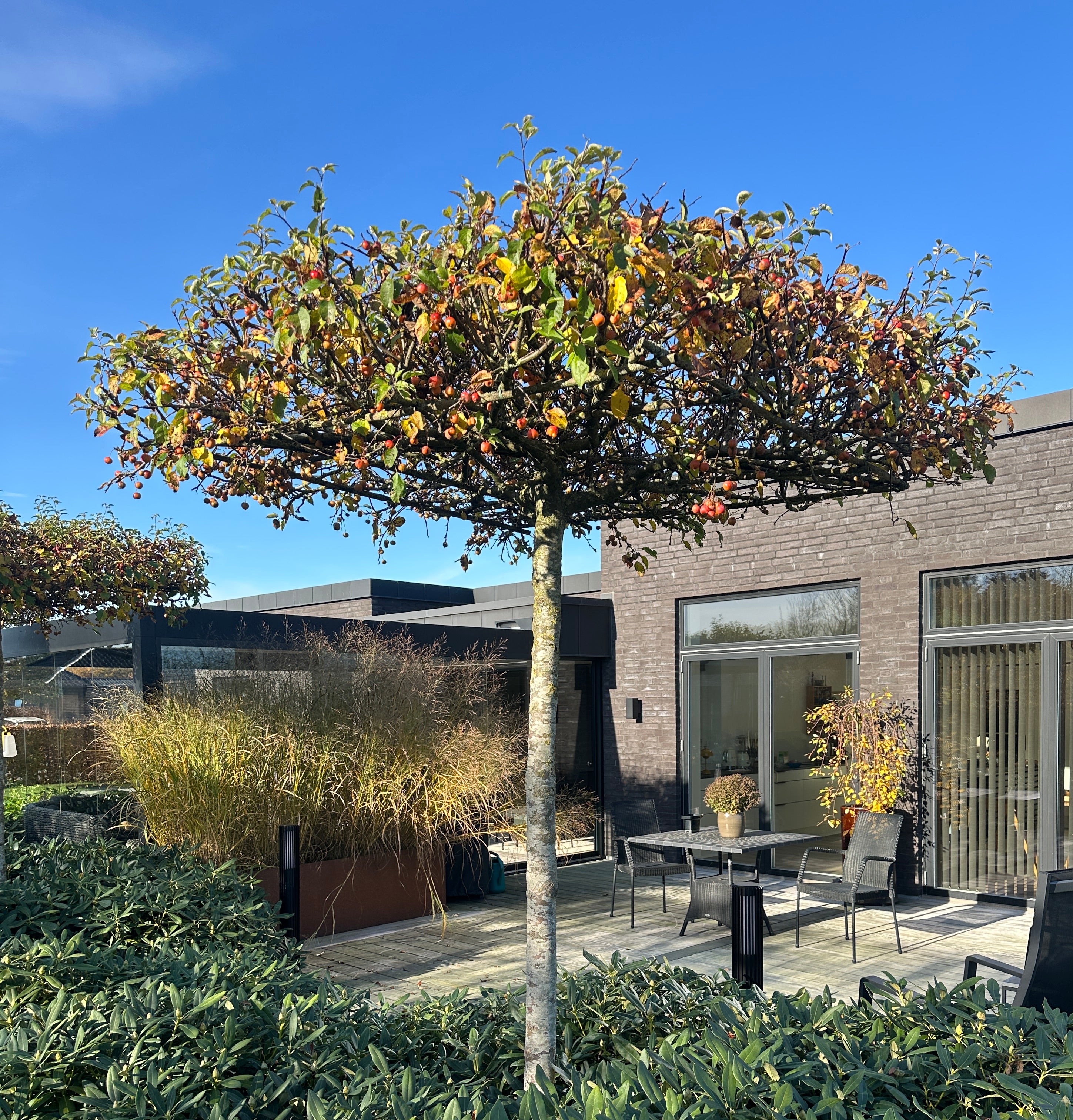 Tagklippet paradisæble, Malus 'Evereste', formet som en vandret grøn parasol over en fliseterrasse.