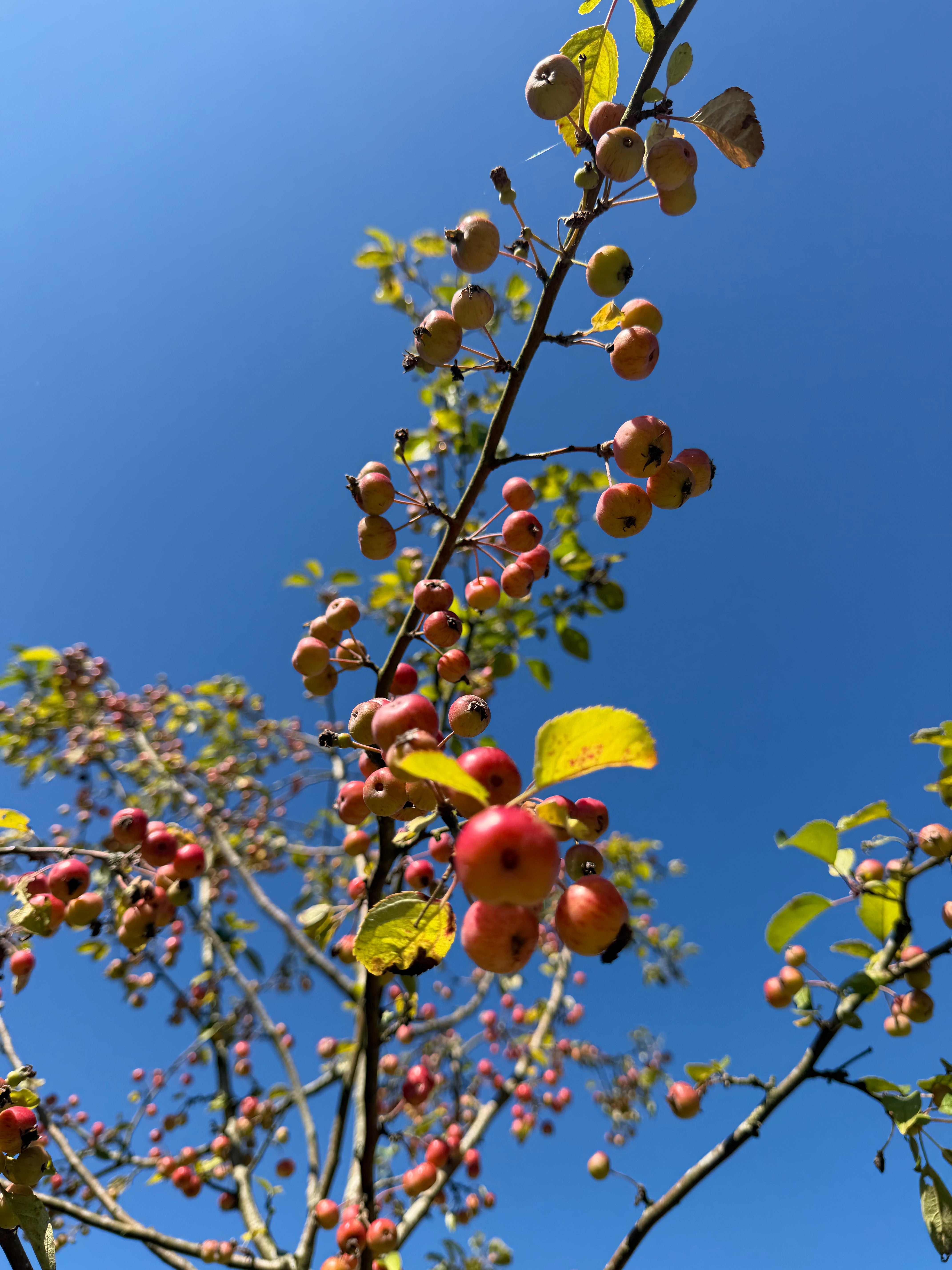 Farverige, orangerøde og gule paradisæbler på et Malus Evereste prydtræ.