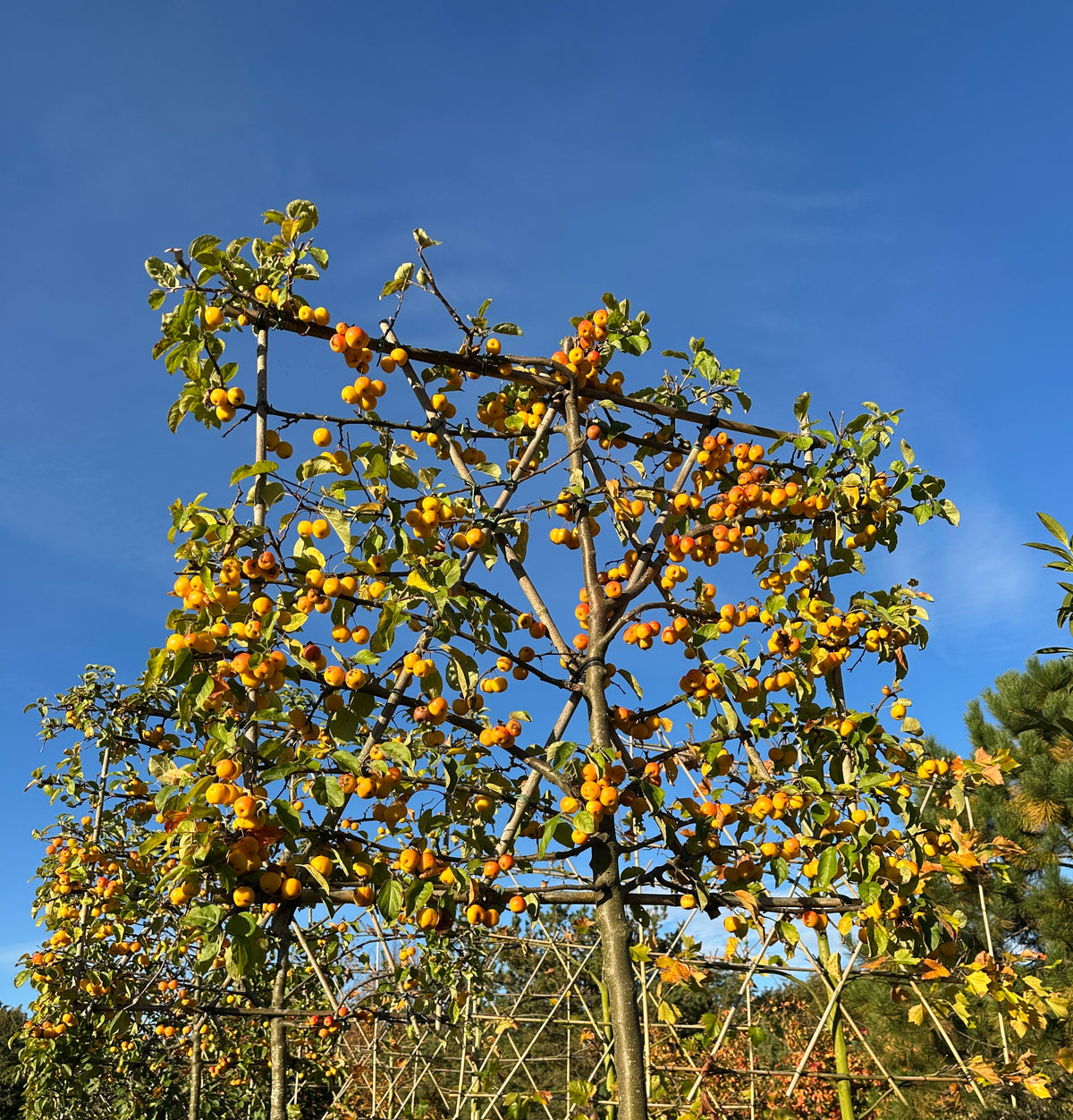 Svævende hække af Malus Golden Hornet i efteråret, dækket af et væld af lysende guldgule bæræbler, og det gyldens efterårsløv er ved at falde af.