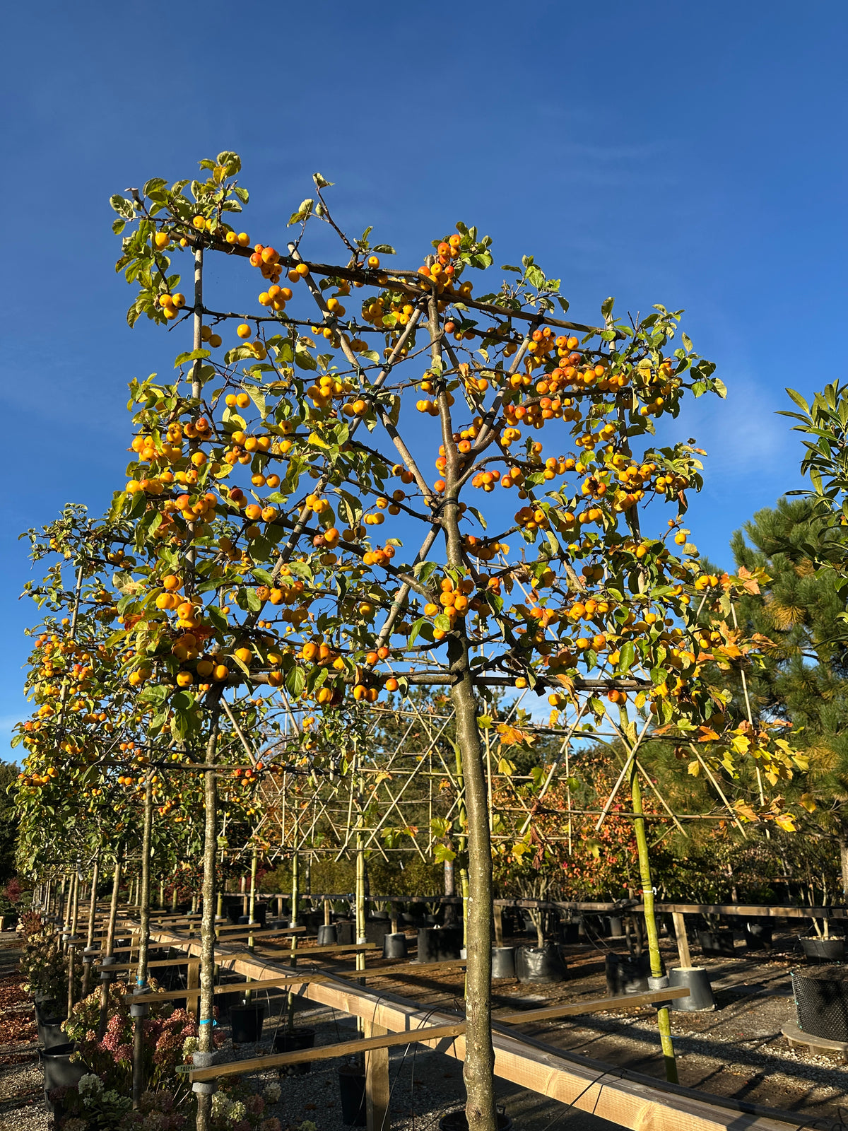 Svævende hække af Malus Golden Hornet i efteråret, dækket af et væld af lysende guldgule bæræbler, og det gyldens efterårsløv er ved at falde af.