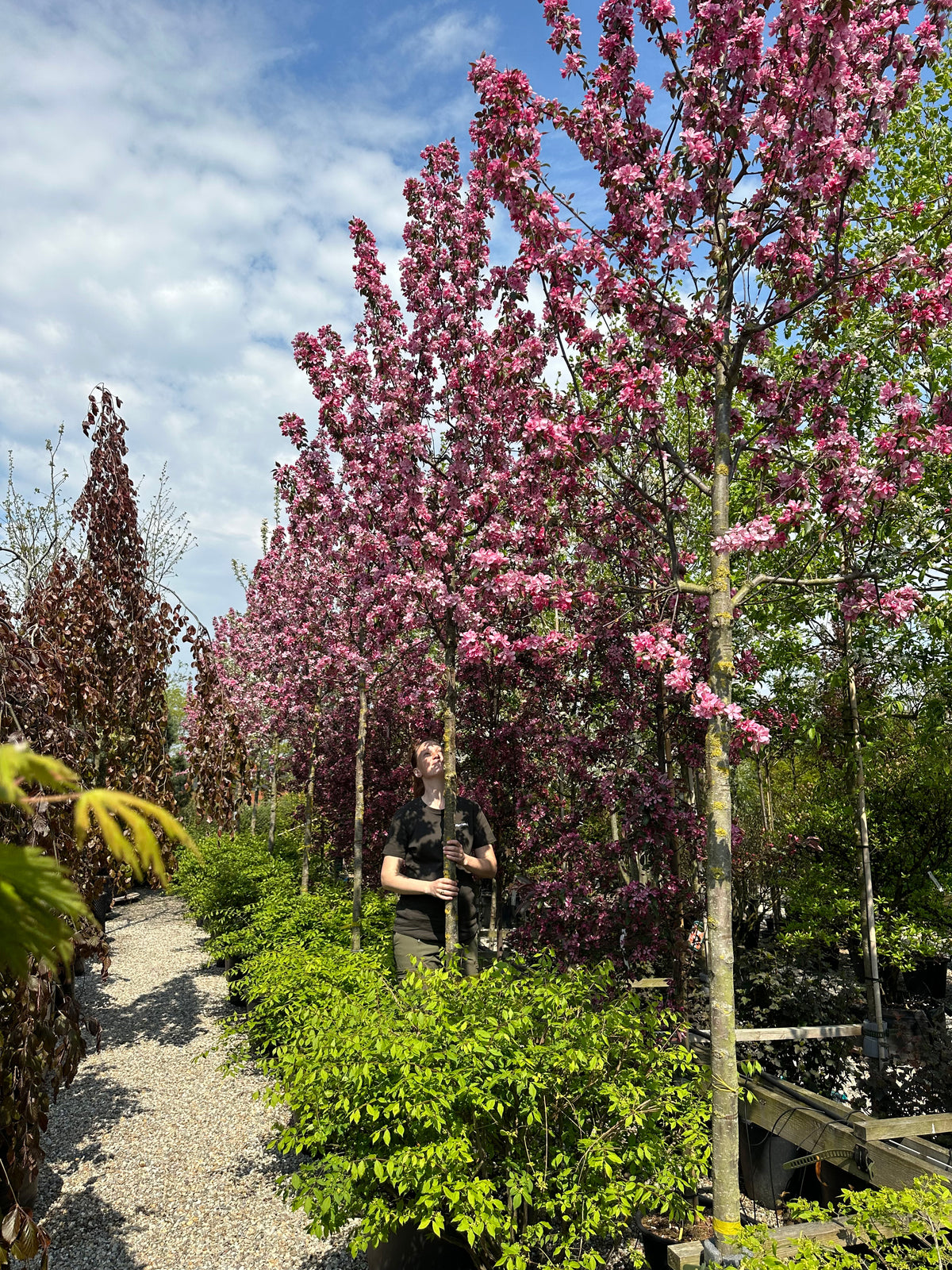 Store, intense mørkrosa blomster, der sidder i tætte klaser på grenene af et opstammet paradisæbletræ med det botaniske navn Malus Rudolph.