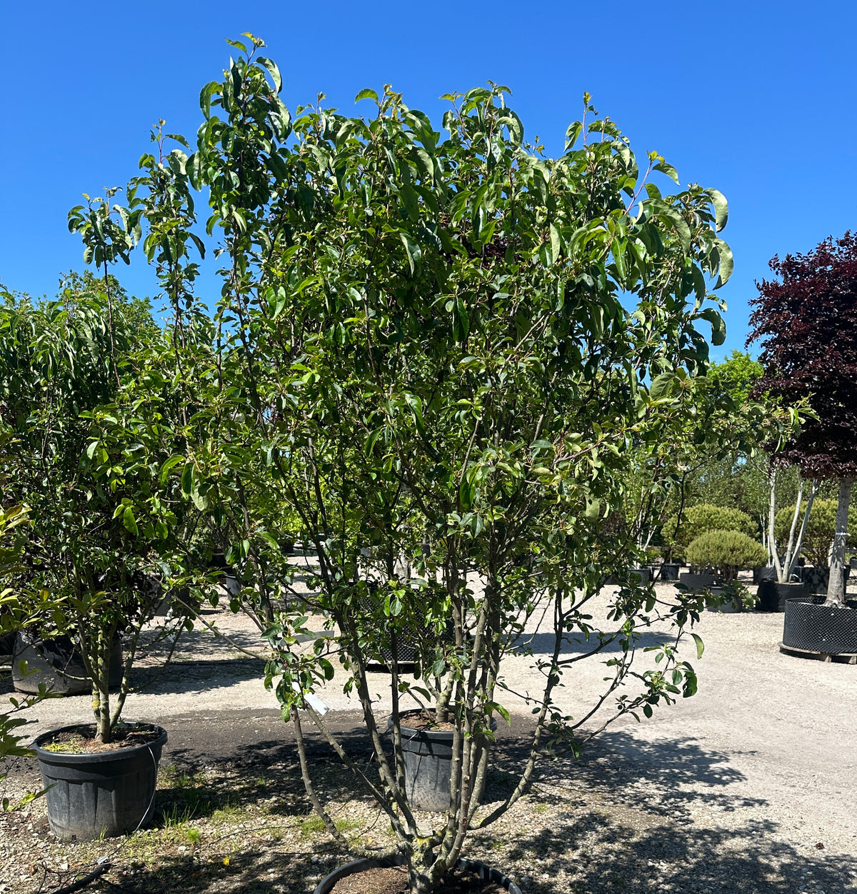 Multistammet paradisæble, Malus baccata 'Braendkjær', med flere synlige stammer og en flot, bred krone af grønne blade.