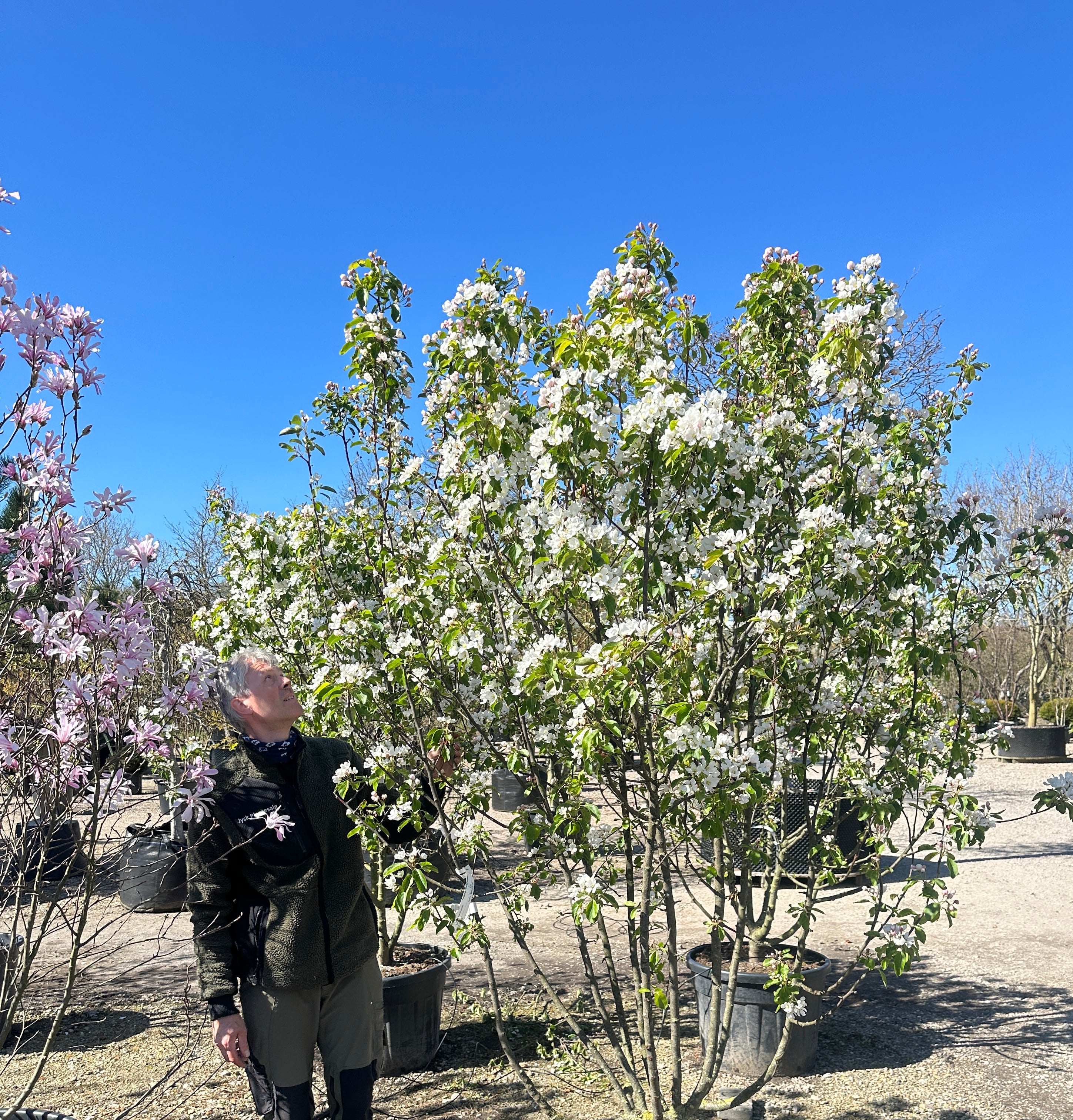 Multistammet paradisæble, Malus baccata 'Braendkjær', i fuld forårsblomstring med flere stammer og et tæt hav af hvide blomster.