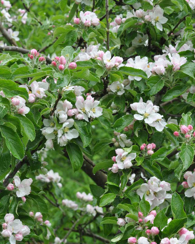 'Cox Orange'-æbletræ i fuldt flor om foråret, hvor grenene er dækket af tætte klaser med hvide og svagt rosa blomster mod en baggrund af friske, grønne blade.