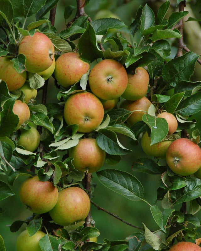 'Cox Orange'-æbletræ, hvor de modne, matgyldne og orangerøde spiseæbler sidder tæt mellem friske, grønne blade i efterårssolen.