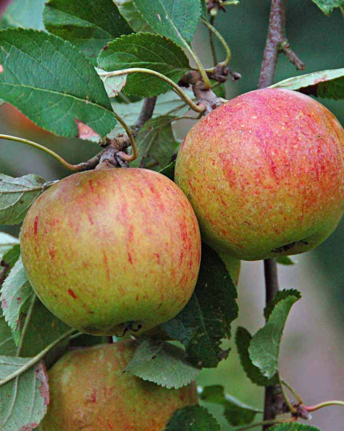 Fuldmodne Cox Orange-æbler med en karakteristisk mat, gulgrøn grundfarve og rødorange striber på solsiden, der hænger i klynger fra en frugtspore mellem træets blade.