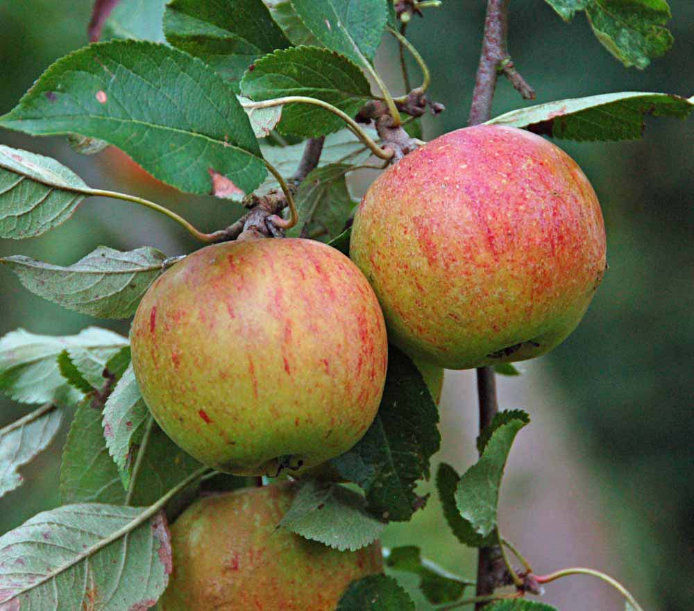 Fuldmodne Cox Orange-æbler med en karakteristisk mat, gulgrøn grundfarve og rødorange striber på solsiden, der hænger i klynger fra en frugtspore mellem træets blade.