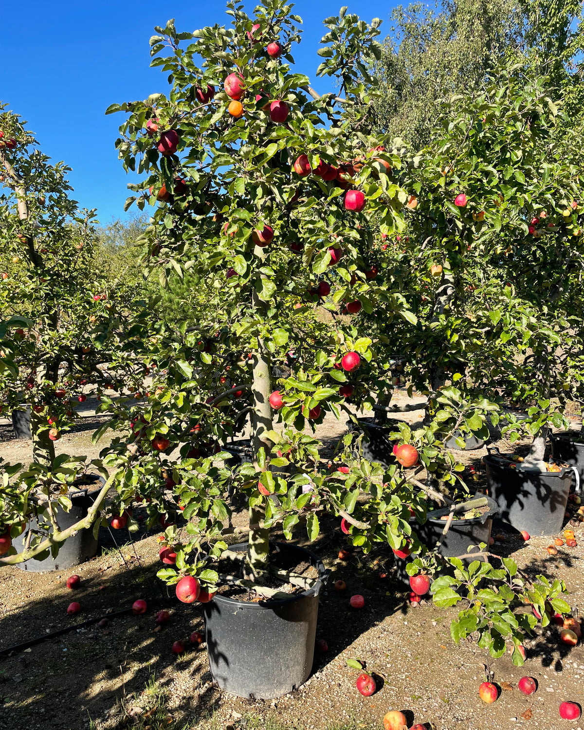 Skulpturelt Malus domestica Elstar æbletræ i sensommeren, som fremviser sine karakterfulde, klippede linjer under et grønt løvtag fyldt med modne, gulrøde spiseæbler.