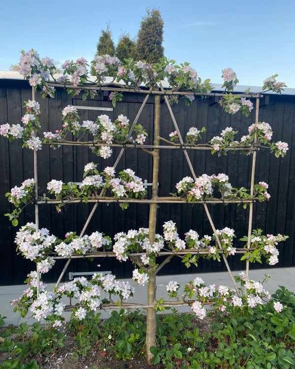 Hvide og svagt rosa æbleblomster i fuldt flor mod en baggrund af friske, grønne blade.