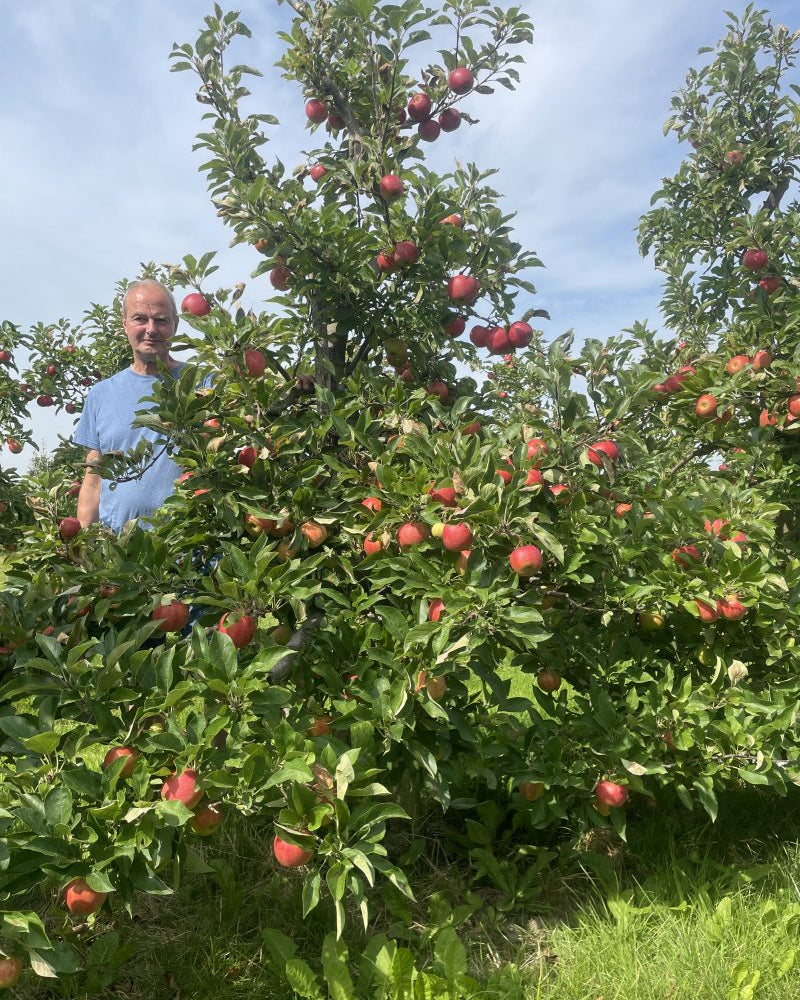 Skulpturelt Malus domestica Elstar æbletræ i sensommeren, som fremviser sine karakterfulde, klippede linjer under et grønt løvtag fyldt med modne, gulrøde spiseæbler.