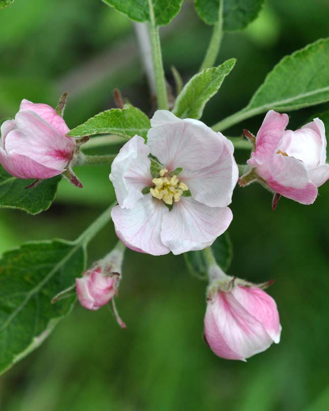 Hvide til svagt rosa æbleblomster i fuldt flor om foråret, med tydelige støvdragere i midten og grønne blade i baggrunden.