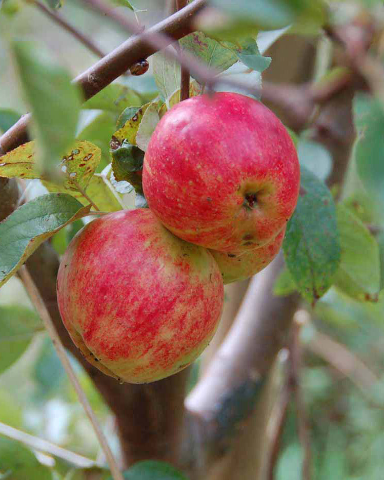 Skulpturelt multistammet Malus domestica Gråsten æbletræ i sensommeren under løvtaget, som fremhæver sin brede krone fyldt med store, gulrøde spiseæbler.