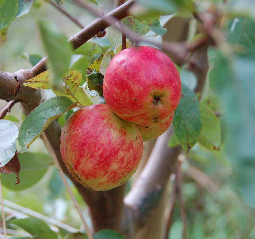 Skulpturelt multistammet Malus domestica Gråsten æbletræ i sensommeren under løvtaget, som fremhæver sin brede krone fyldt med store, gulrøde spiseæbler.