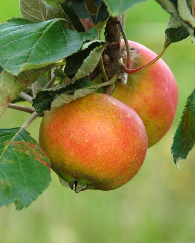 Fuldmodne Holsteiner Cox-æbler med en karakteristisk ru, gulgrøn skræl og en rødflammet solside, der hænger i tætte klynger fra de kraftige frugtgrene.