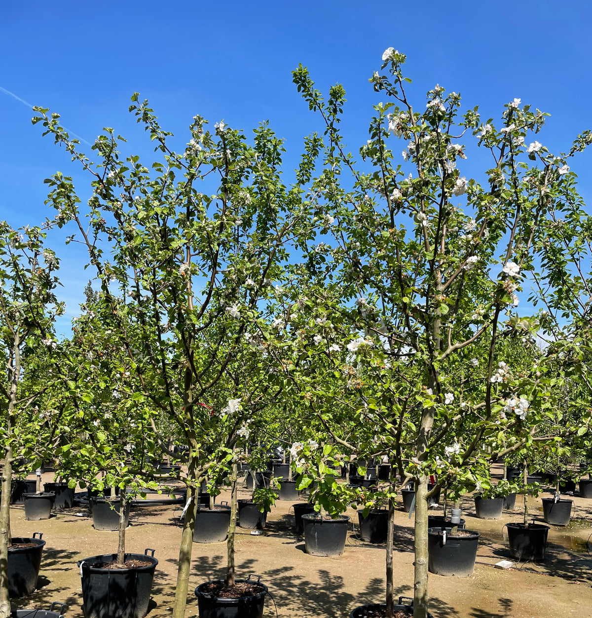 Hvide og sartrosa forårsblomster med små gule støvdragere på en gren af et halvstammet æbletræ med navnet Malus domestica Notarisappel.