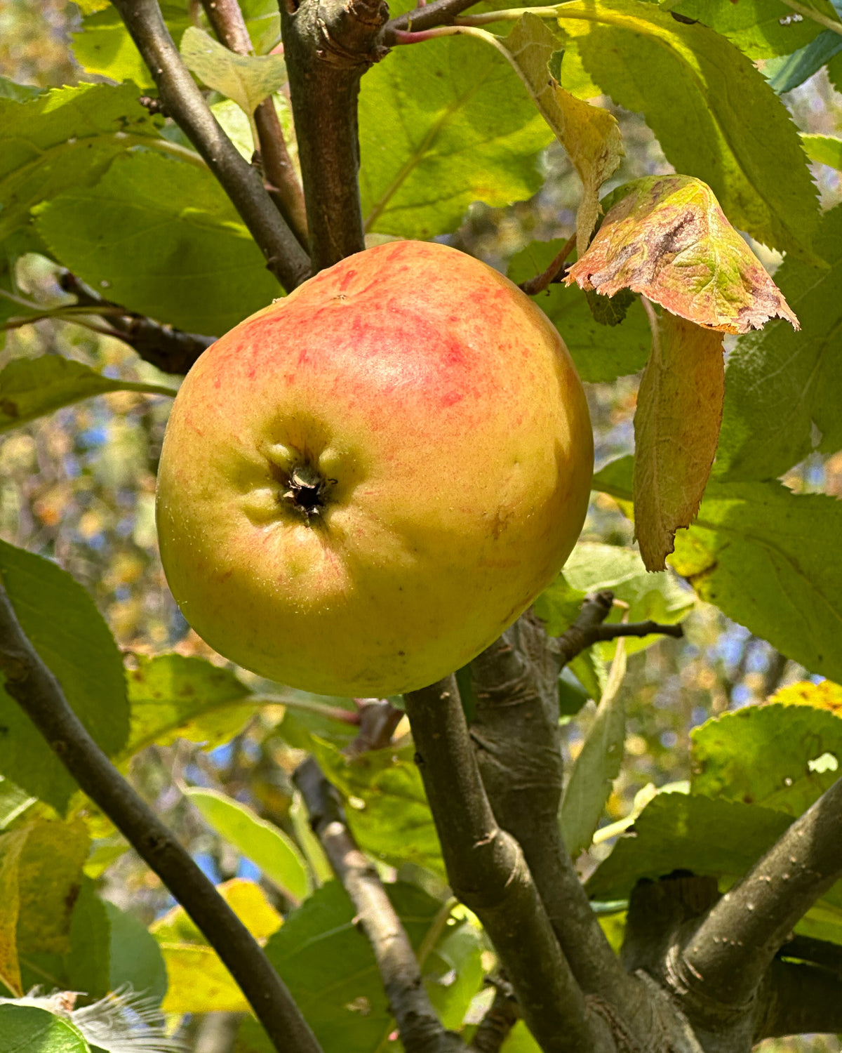 Halvstammet æbletræ, Malus domestica Notarisappel, i efteråret med tæt løv og masser af store, runde gulgrønne spiseæbler.