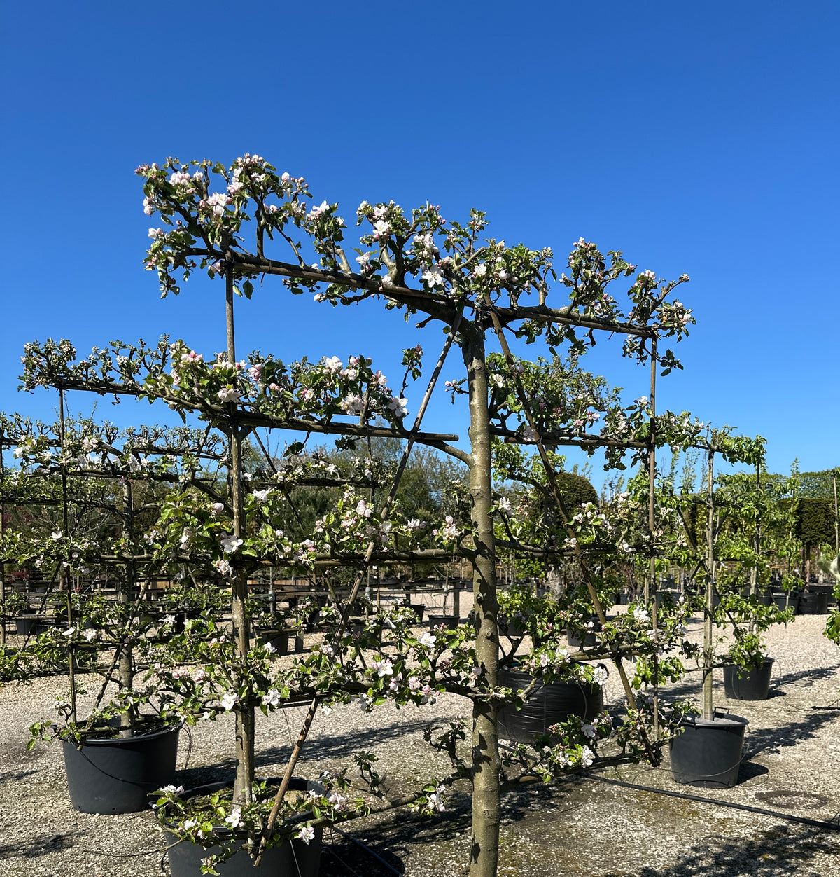 Hvide og sartrosa forårsblomster, der sidder i tætte klaser langs de vandrette, espalierede grene på et Schone Boskoop æbletræ.
