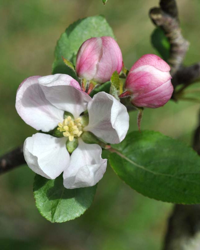 Smukke, tætte blomsterklaser i hvide og sart lyserøde nuancer på et Summerred æbletræ i foråret.