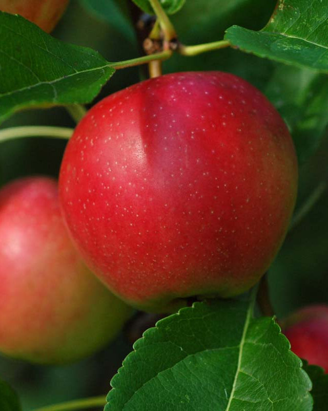 Et sprødt og flot mørkerødt Summerred-sommeræble omgivet af friske, grønne blade i sensommeren.