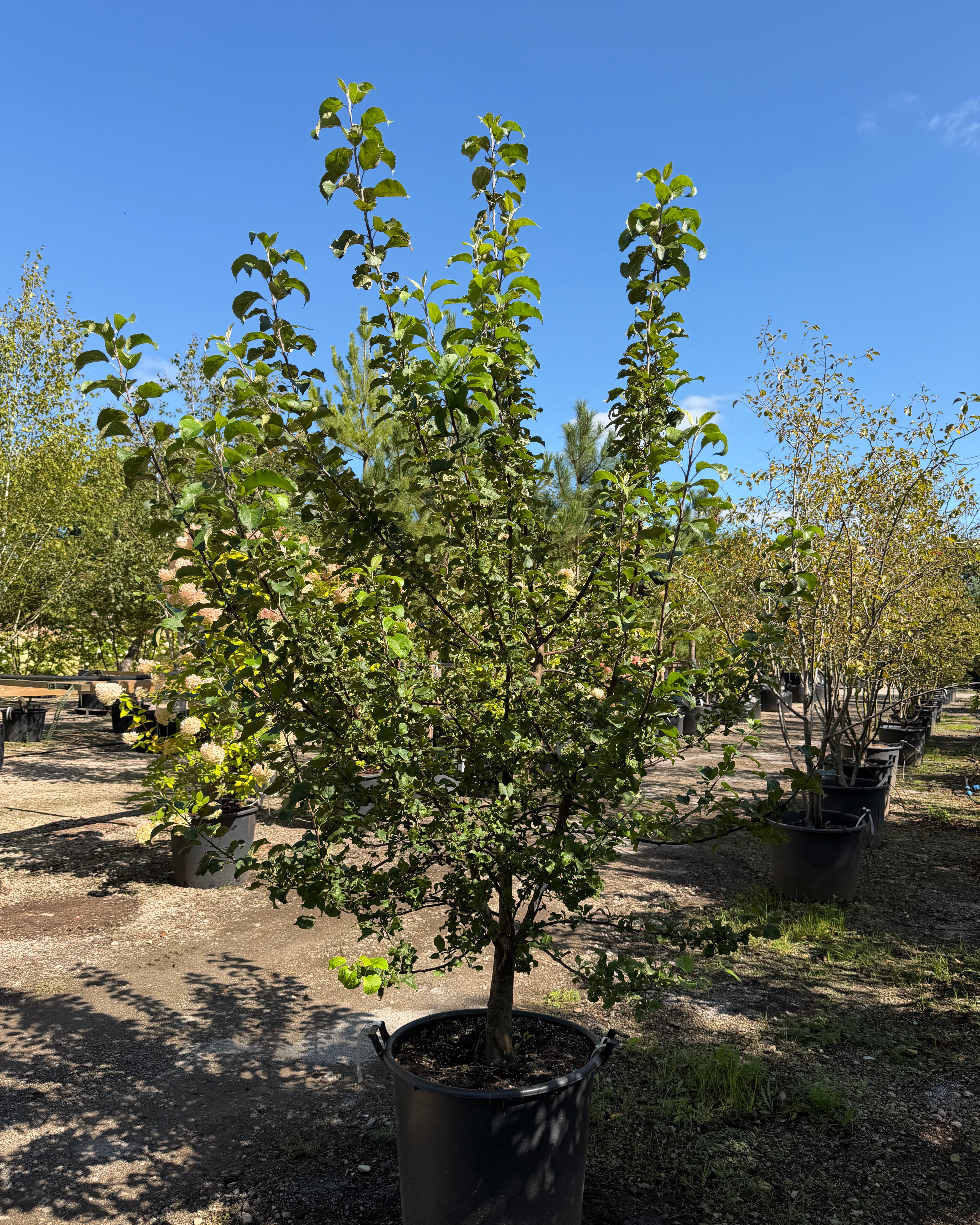 En tæt og bred Almindelig vildæble-busk - Malus sylvestris.