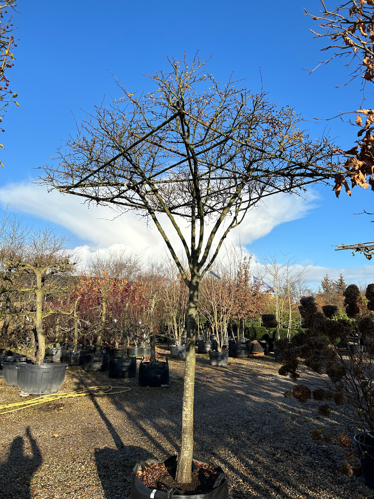 Nøgne, klippede kviste på et tagklippet paradisæbletræ, Malus toringo, hvor kun de små, visne blomsterrester og frugtstilke sidder tilbage i det sene efterår.