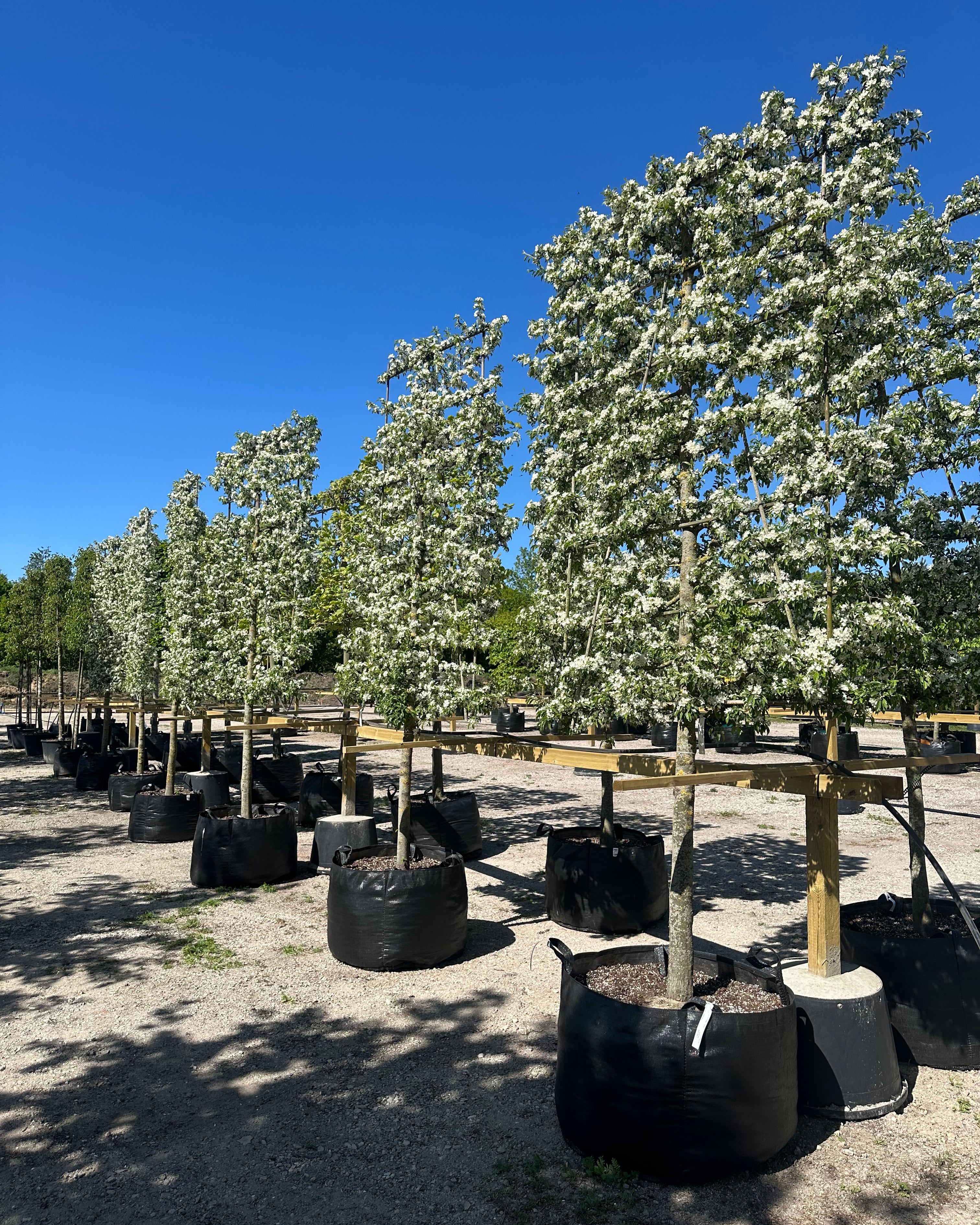Svævende paradisæblehæk i maj dækket af et overdådigt, tæt hav af hvide forårsblomster.