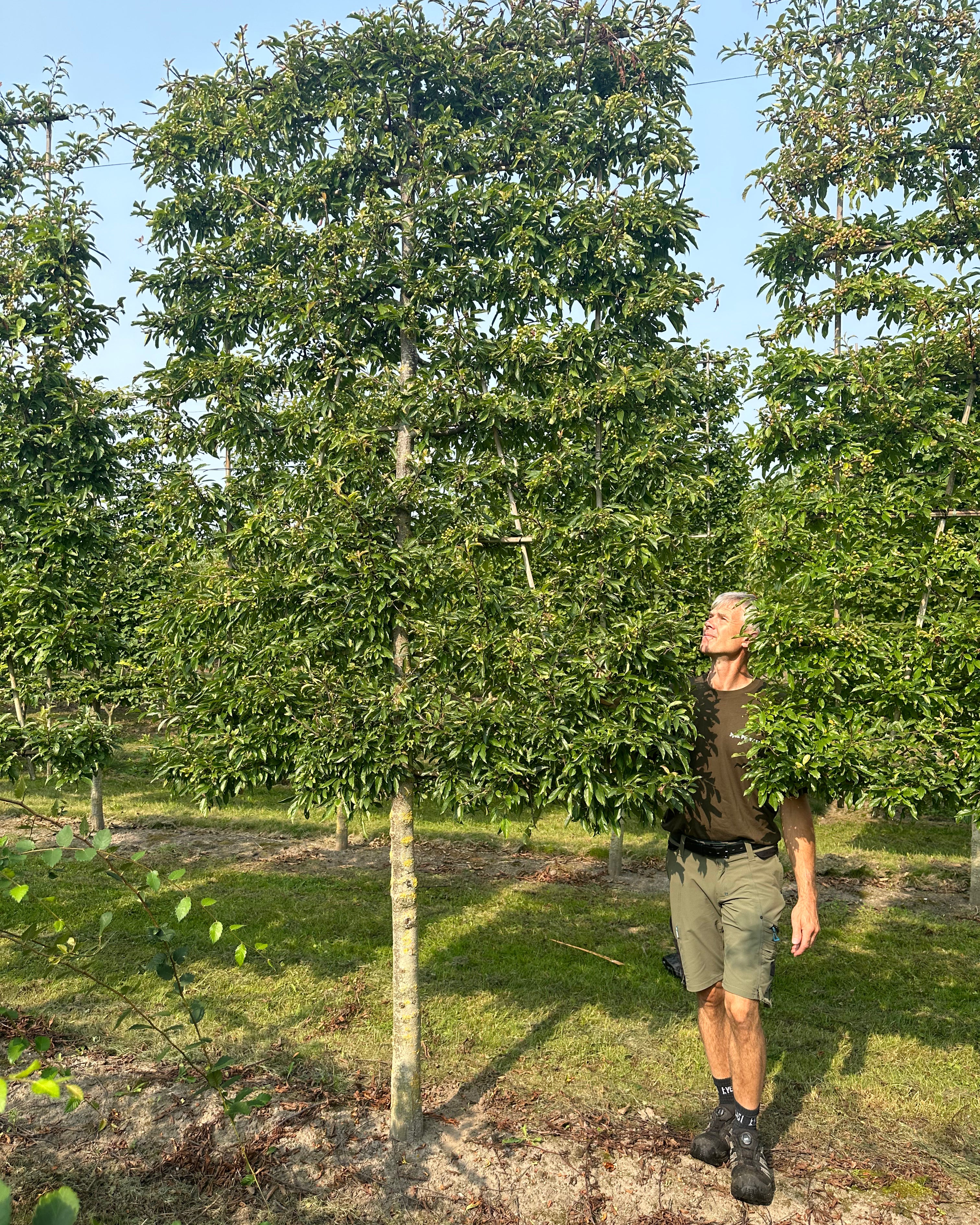 Svævende hæk af Malus toringo med en lige, bar stamme og en tæt, firkantet krone.
