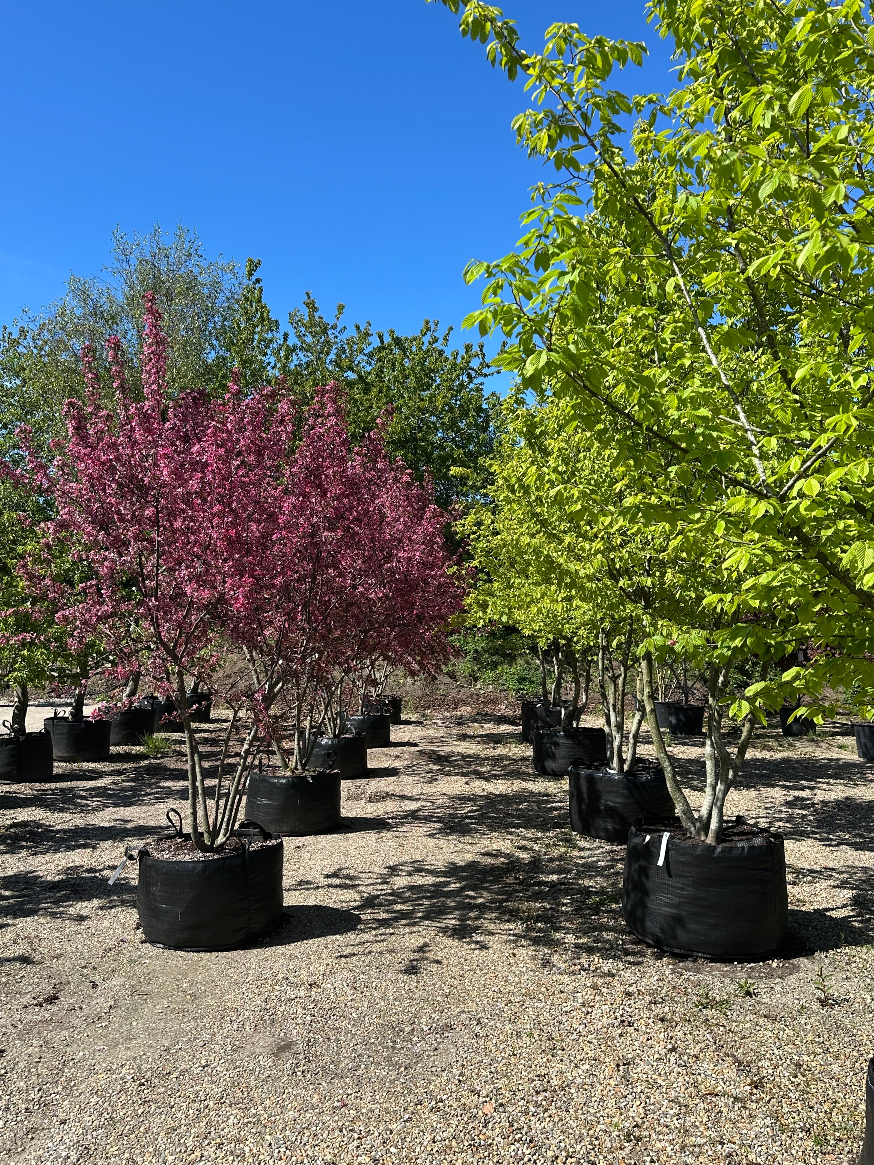 Multistammede paradisæbletræ, Malus toringo Freja, hvor de mange synlige stammer fra bunden bærer en bred krone i fuld, pink forårsblomstring.