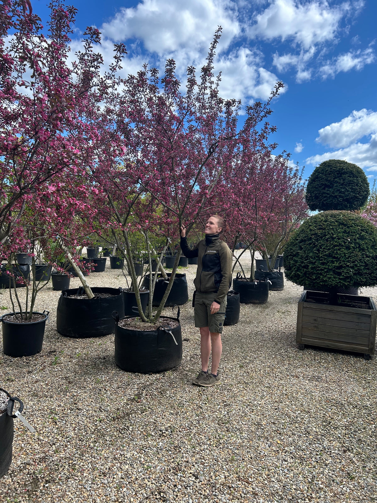 Multistammede paradisæbletræ, Malus toringo Freja, hvor de mange synlige stammer fra bunden bærer en bred krone i fuld, pink forårsblomstring.