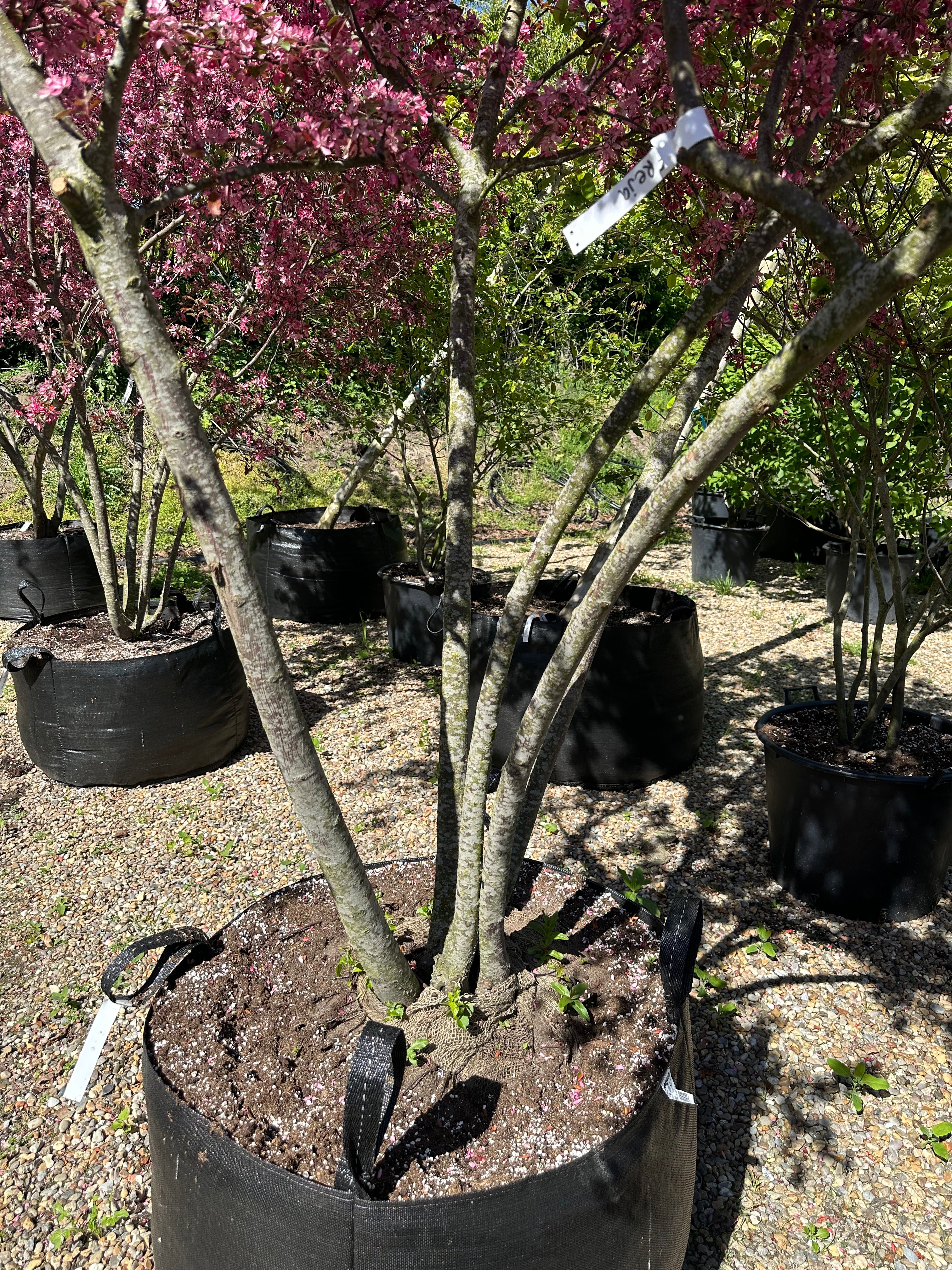 Multistammede paradisæbletræ, Malus toringo Freja, hvor de mange synlige stammer fra bunden bærer en bred krone i fuld, pink forårsblomstring.