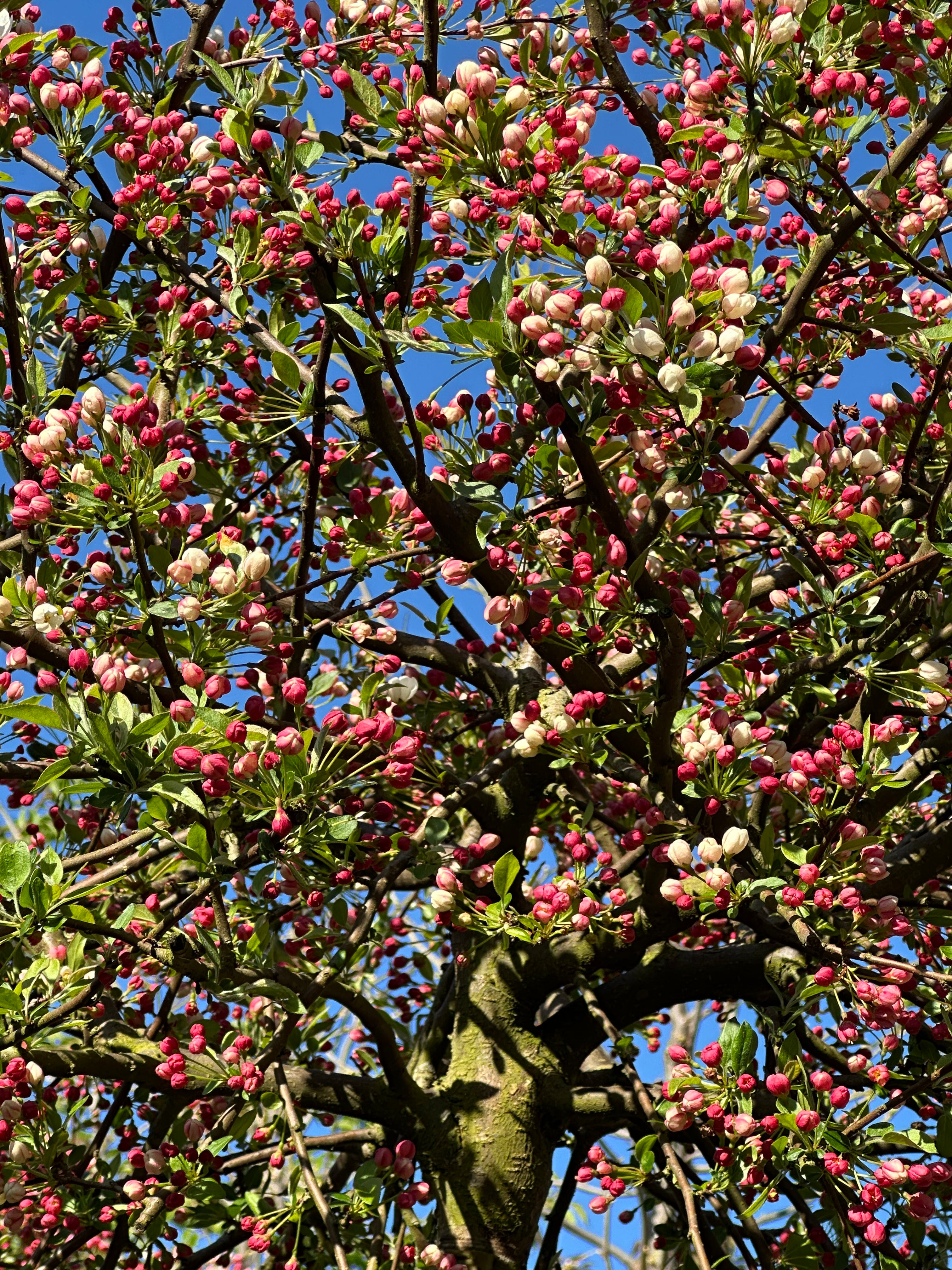 Et væld af mørkerøde og dybrosa knopper, der er lige ved at springe ud i fine hvide blomster på et paradisæbletræ med det botaniske navn Malus toringo Tina.