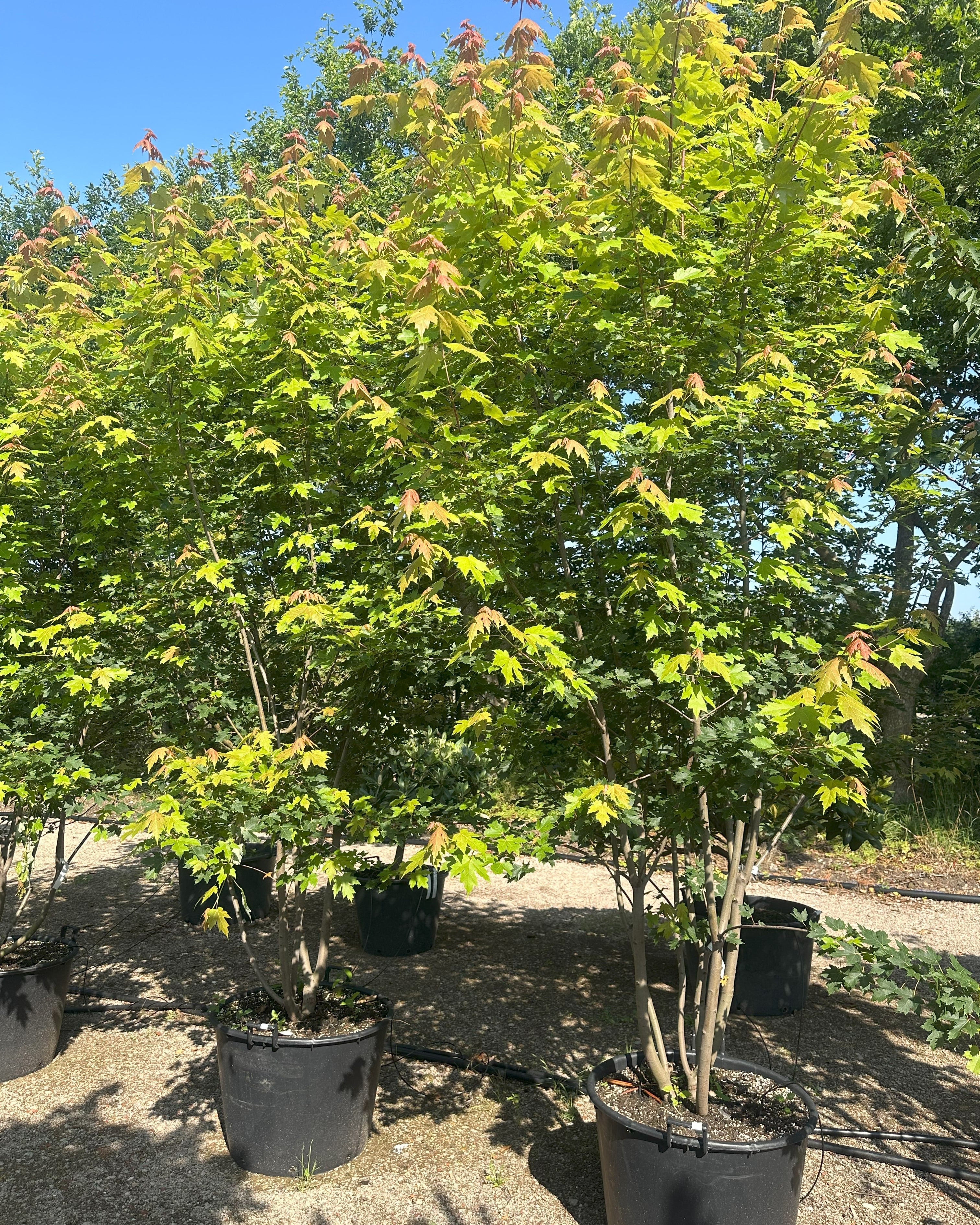 Række af 'Autumn Blaze' ahorn med frisk grønt løv om sommeren.