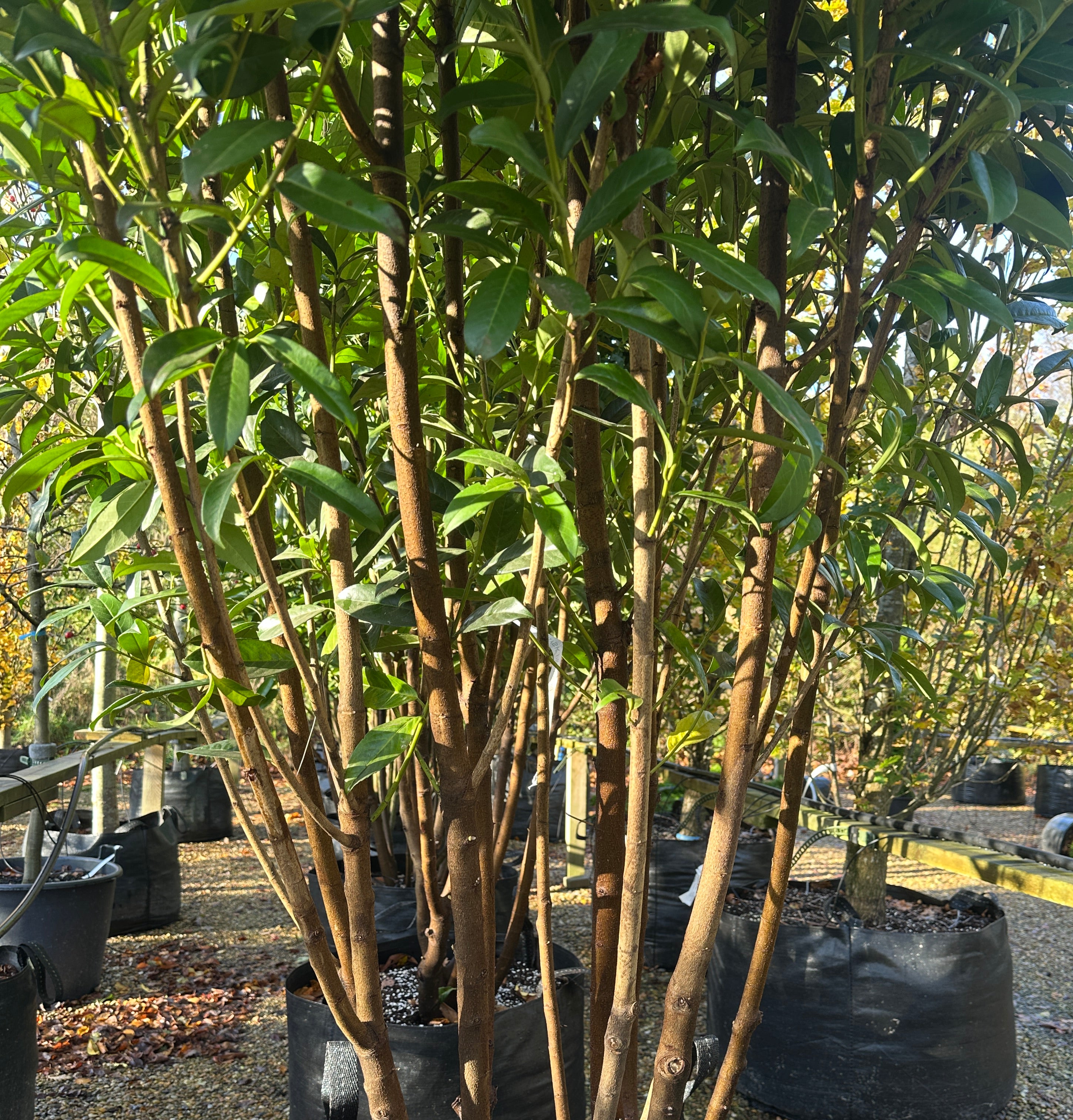 Kraftige stammer på multistammede kirsebærlaurbær Genolia, der er stedsegrøn og vil pryde haven også om vinteren.