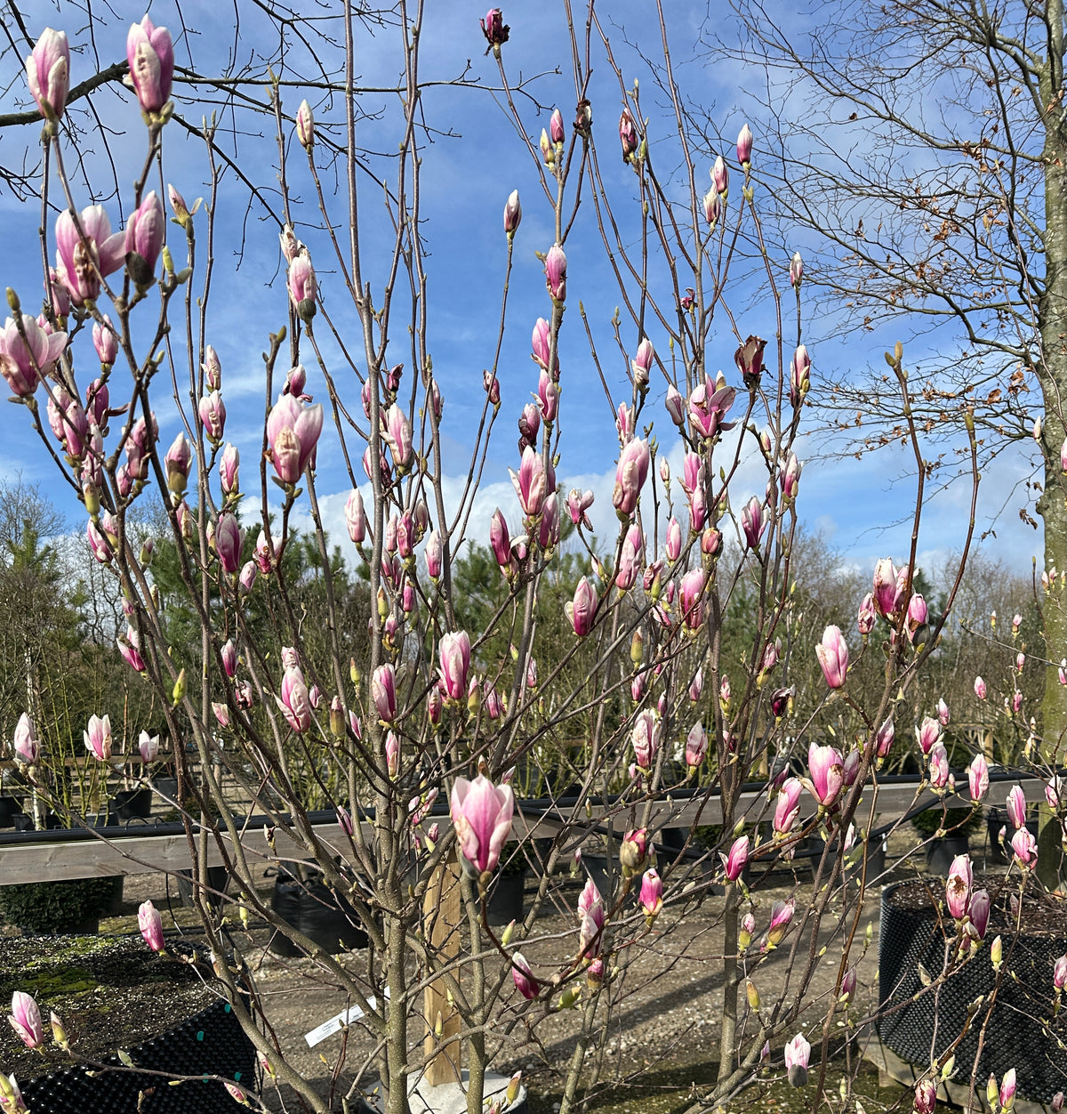 Multistammet Magnolia soulangeana i forårsblomstring med store rosa og hvide tulipanblomster.