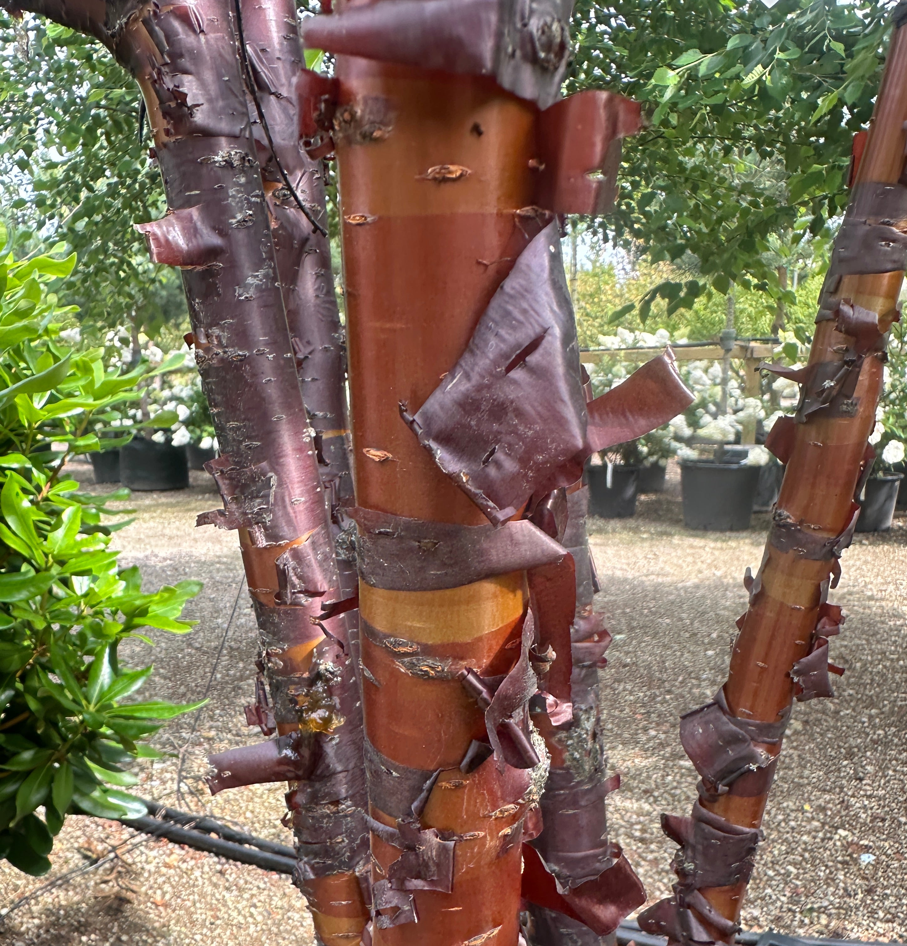 Nærbillede af stammerne på et flerstammet Tibetansk kirsebær - Prunus serrula, der viser den skinnende, mahognirøde bark, som skaller af i papirtynde, vandrette strimler.