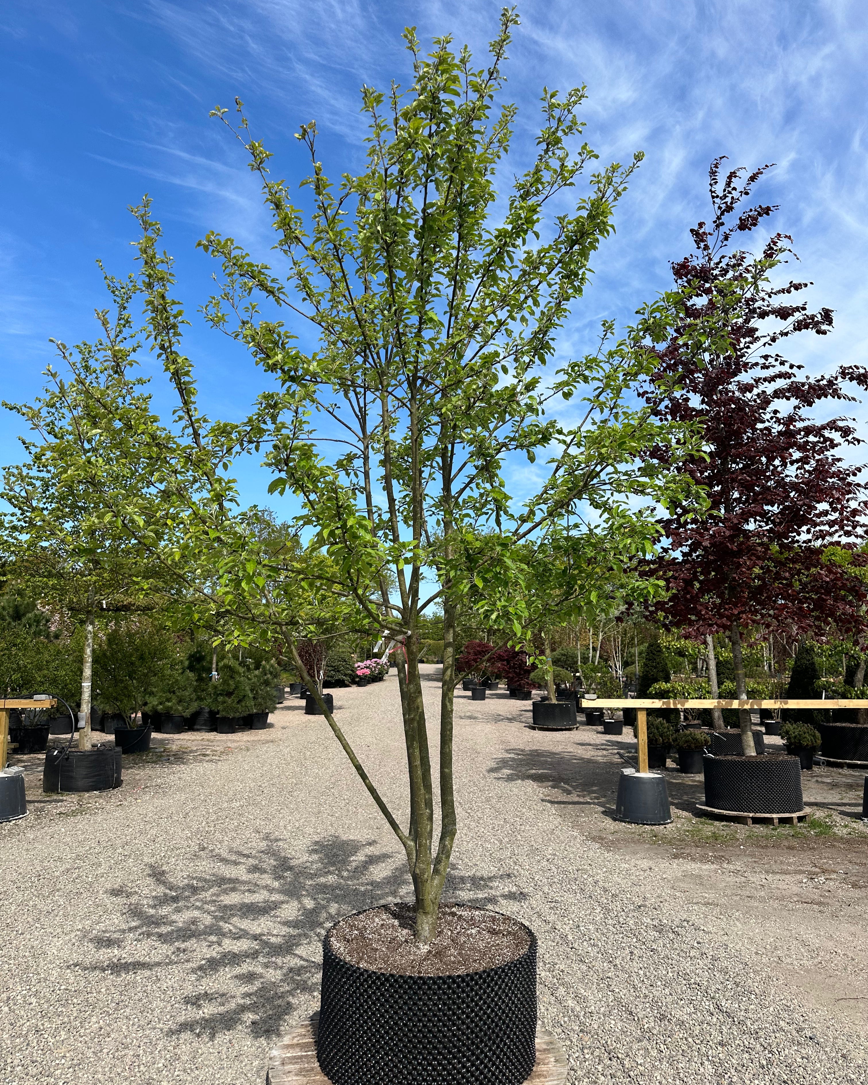 Flot skulpturel multistammet Æbletræ ´Elstar´, der giver en stor bred krone, der får gode saftige og sprøde æbler.