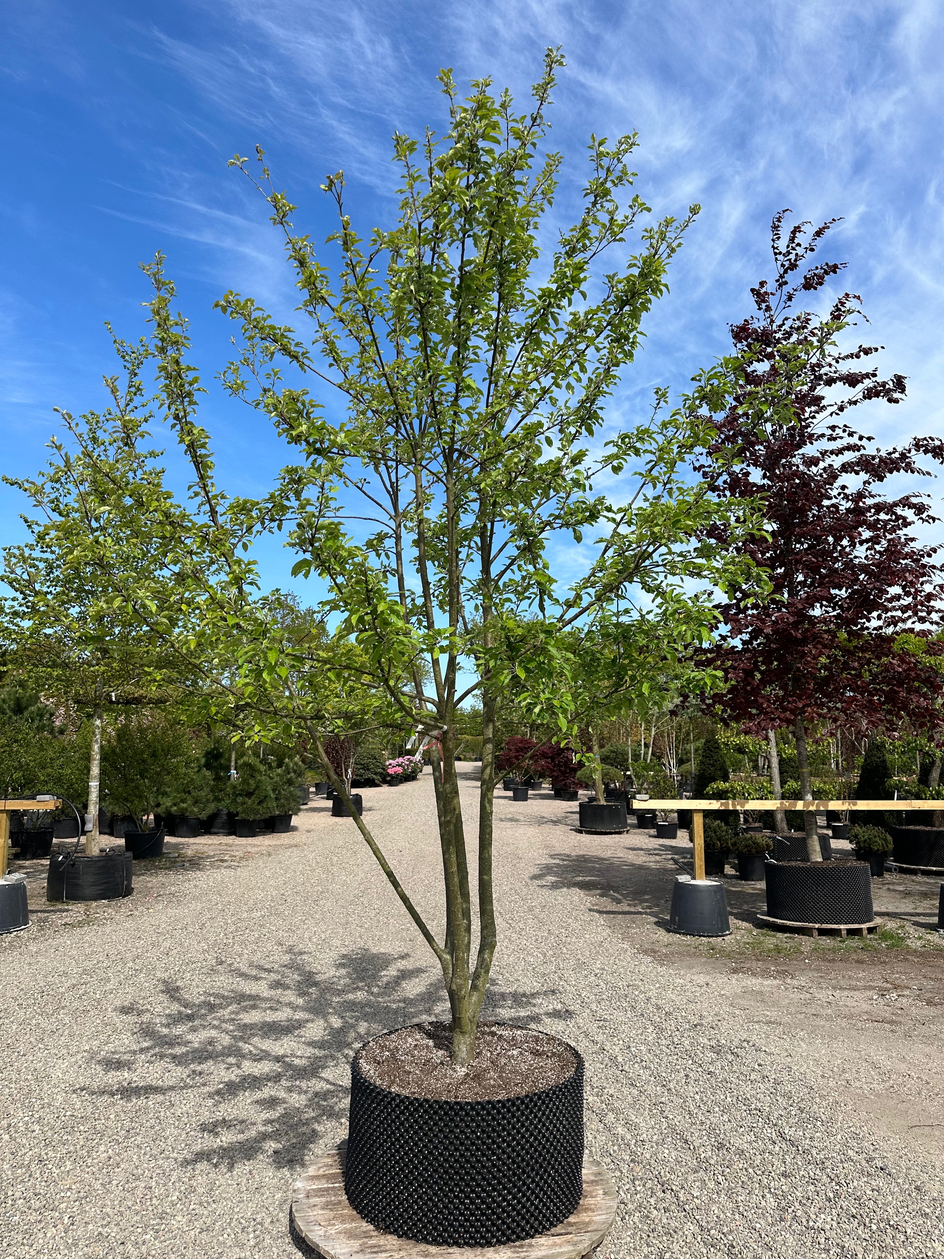 Flot skulpturel multistammet Æbletræ ´Elstar´, der giver en stor bred krone, der får gode saftige og sprøde æbler.