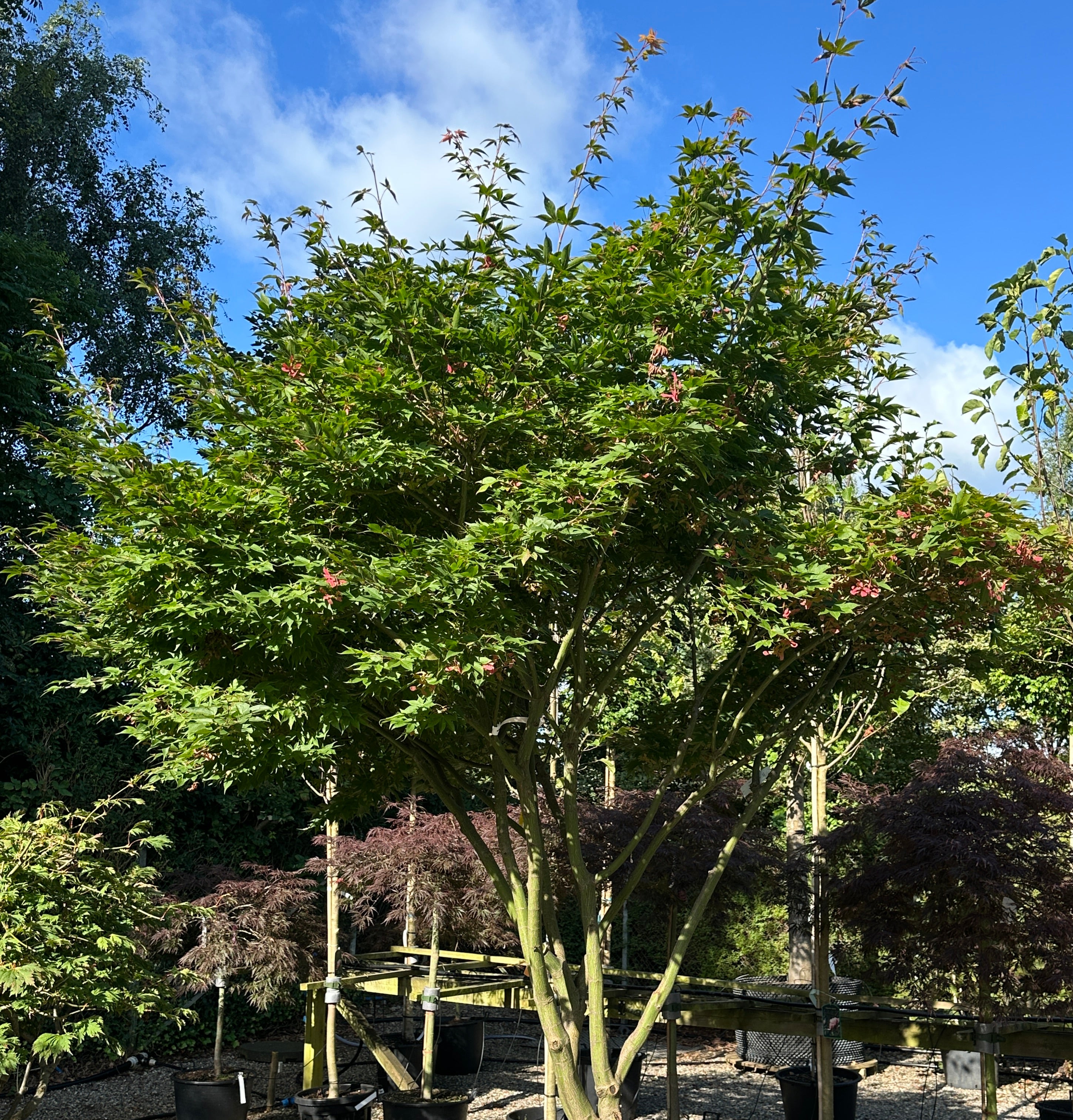Kraftig skulpturel japansk ahorn, Acer palmatum Osakazuki, flot grønlig glat bark på stammerne