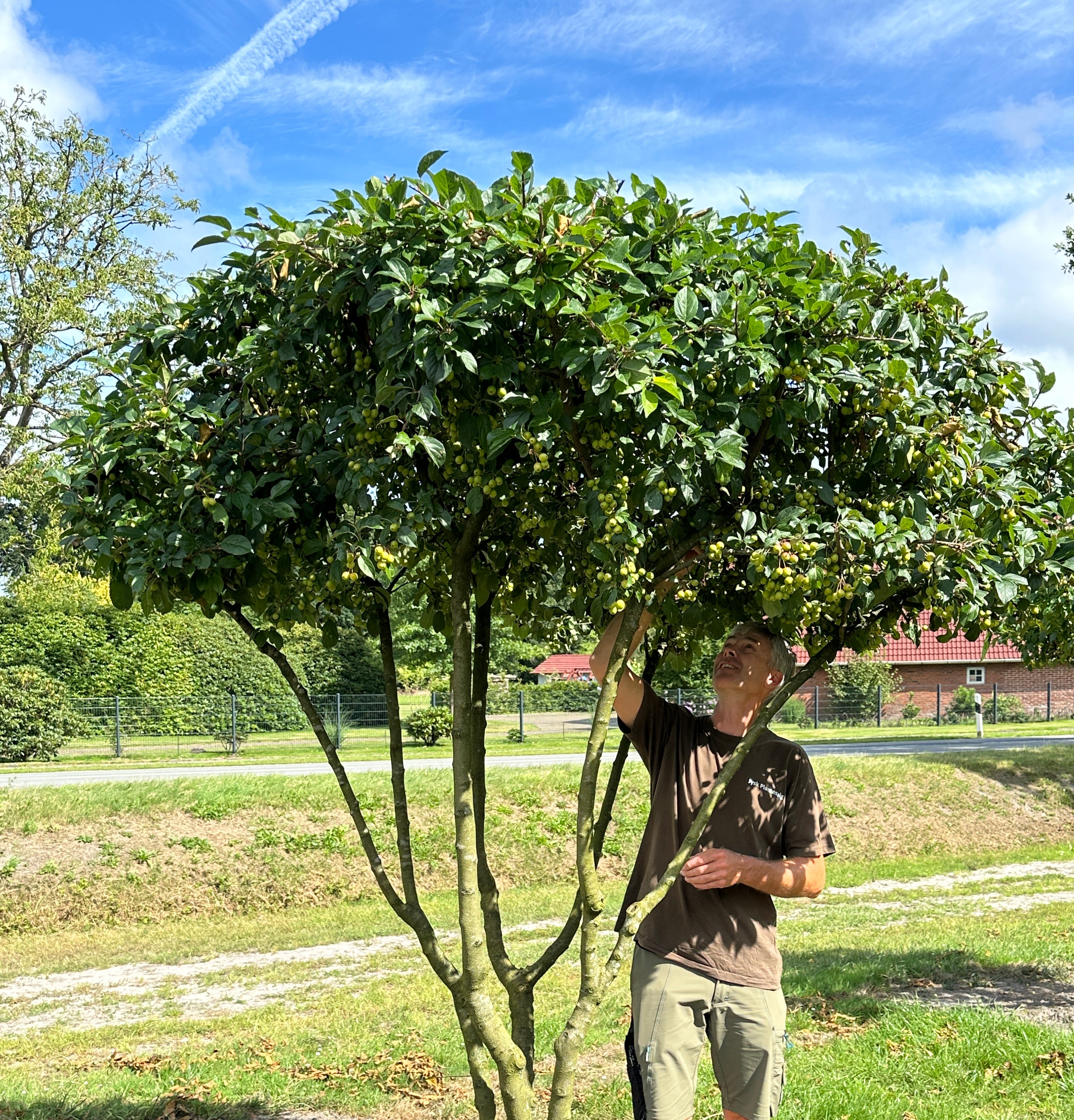 Skulpturel multistammet Paradisæble Malus Beverly
