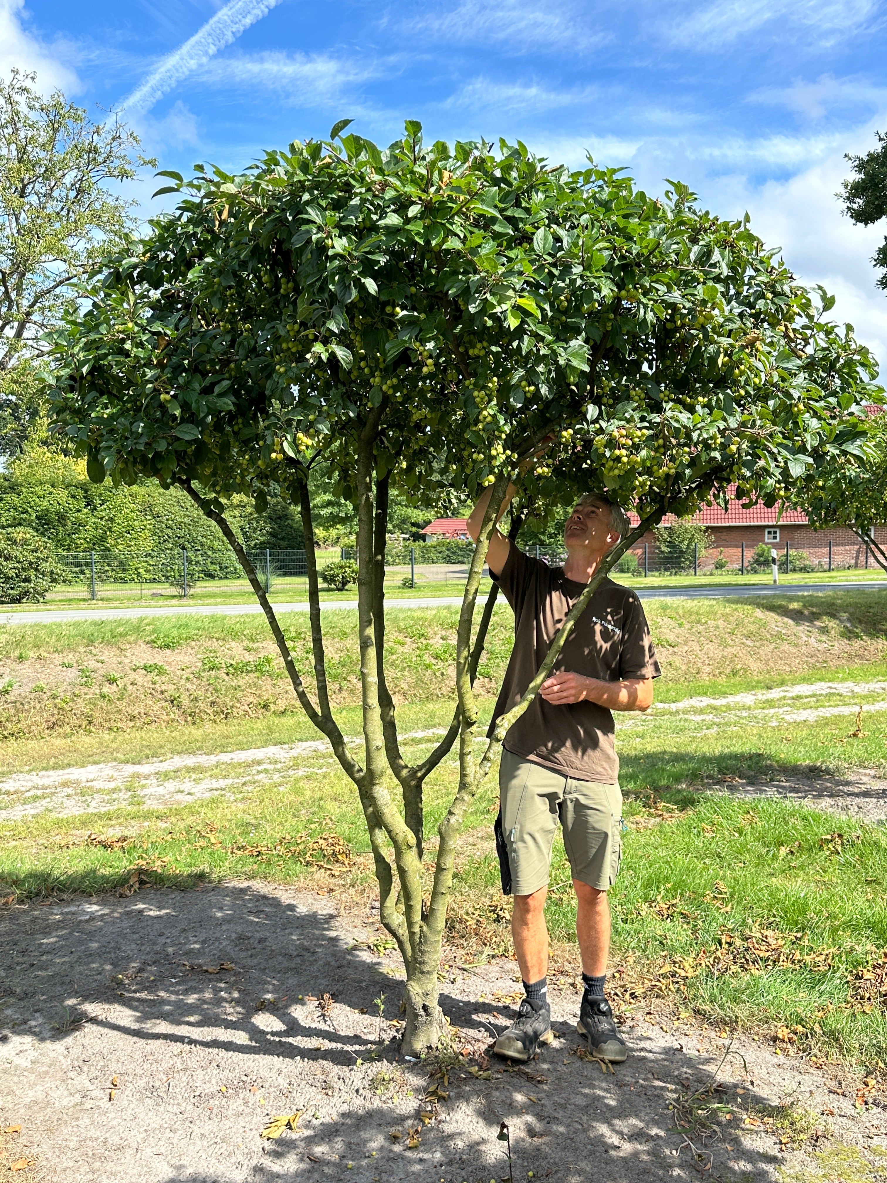 Skulpturel multistammet Paradisæble Malus Beverly