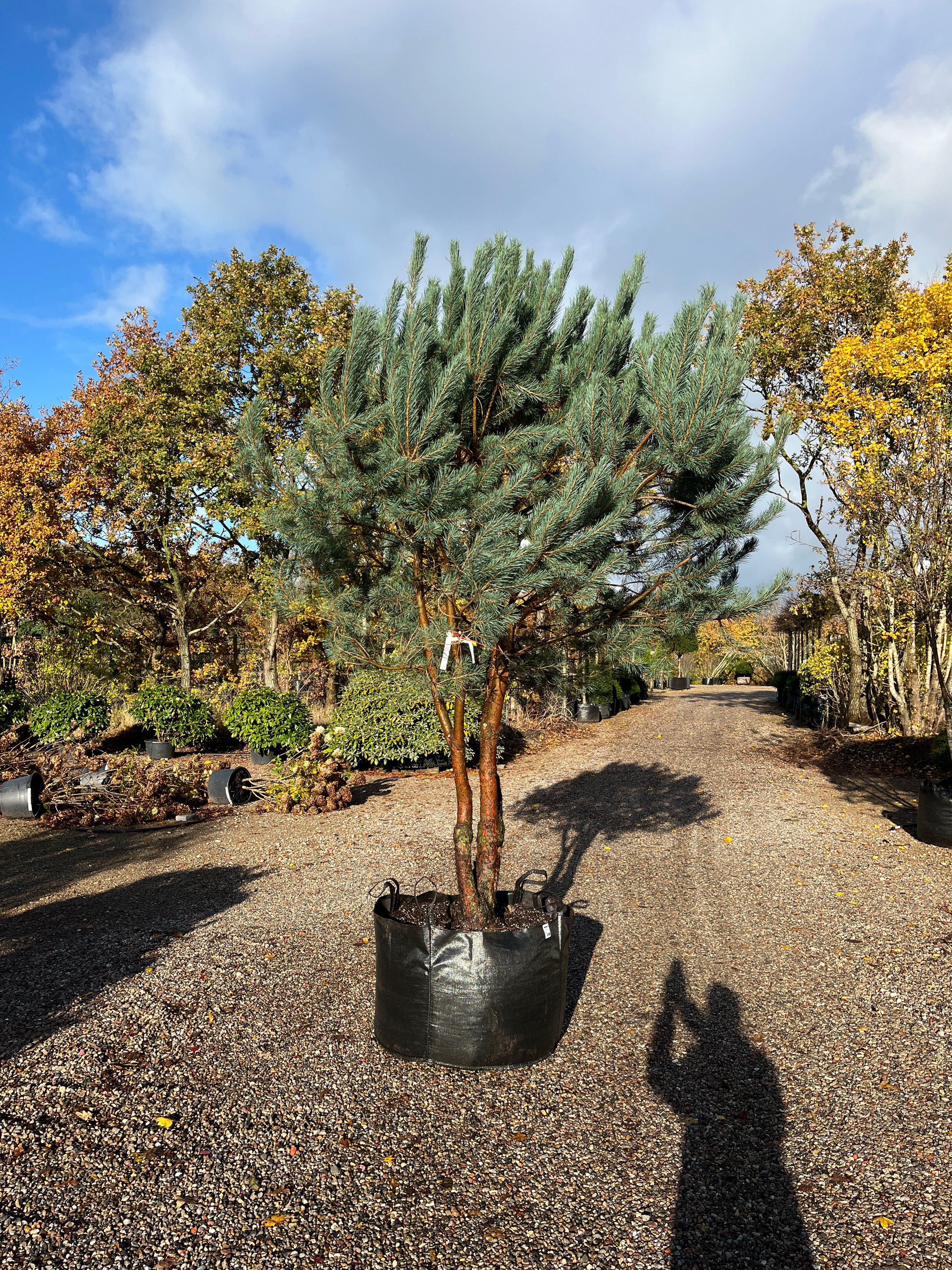 Flot multistammet skovfyr, Pinus sylvestris, flotte stammer i den karakteristisk rødbrune bark.